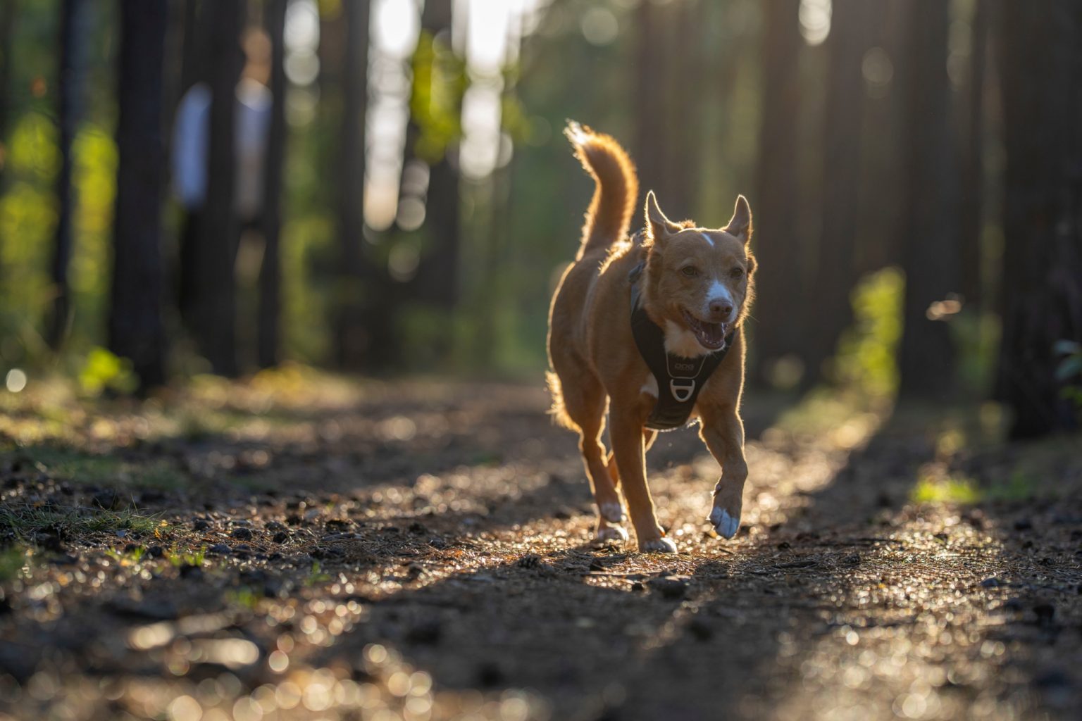 Batch Sony FE 135mm F1.8 GM Sony A7R V R5207886 Batch sony fe 135mm f1.8 gm sony a7r v r5207886