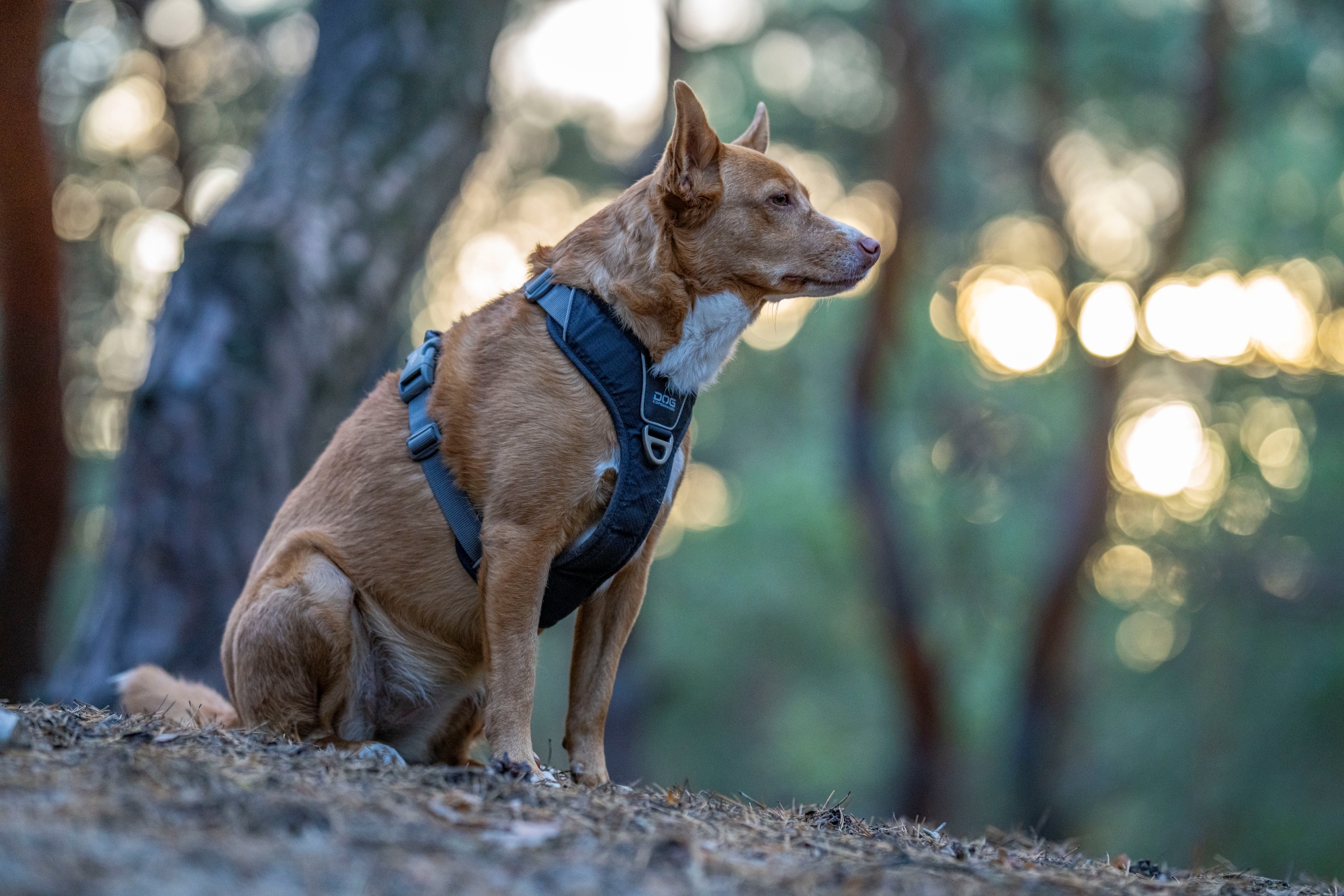 sony fe 135mm f1.8 gm sony a7r v r5208124