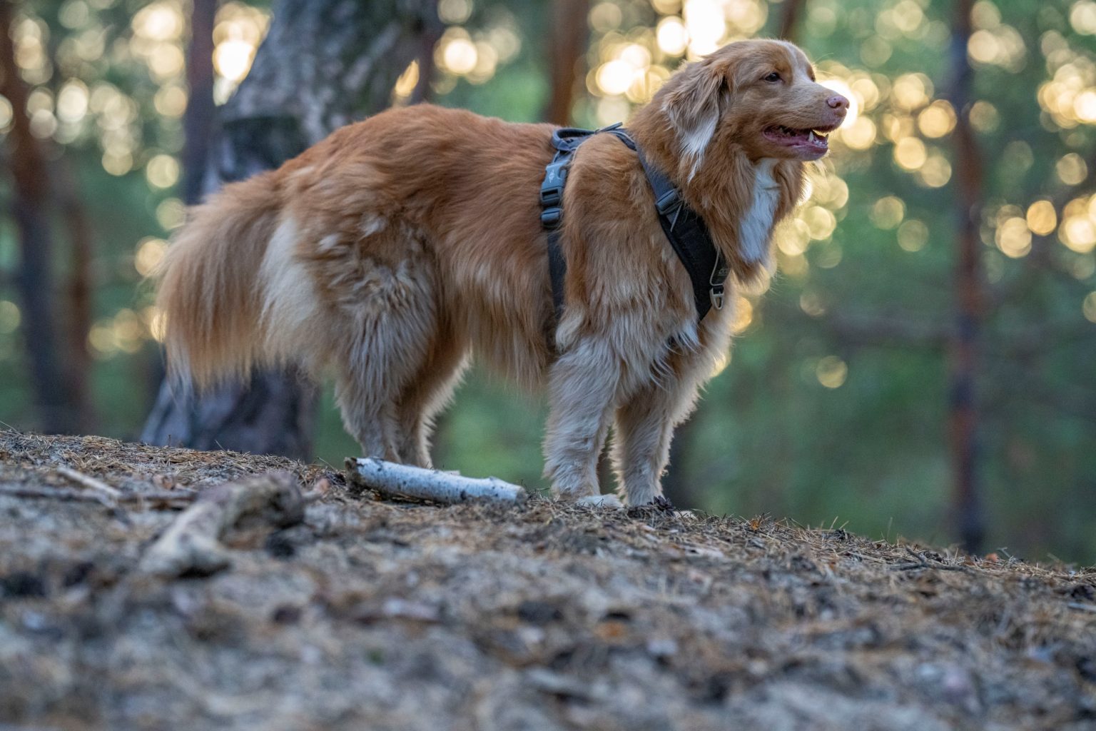 Batch Sony FE 135mm F1.8 GM Sony A7R V R5208192 Batch sony fe 135mm f1.8 gm sony a7r v r5208192