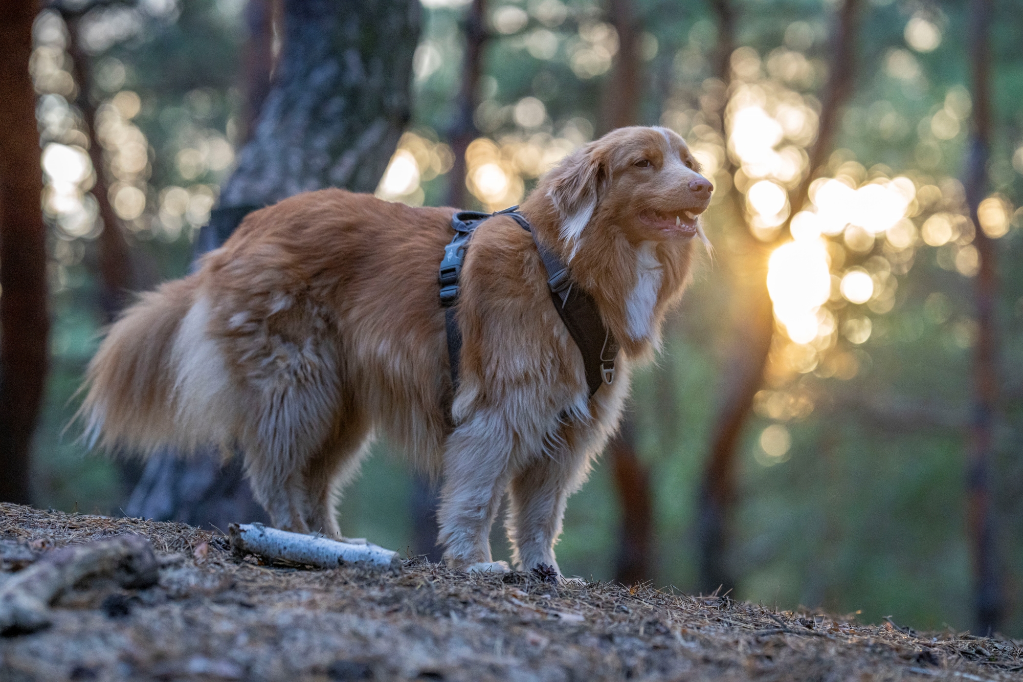 sony fe 135mm f1.8 gm sony a7r v r5208199