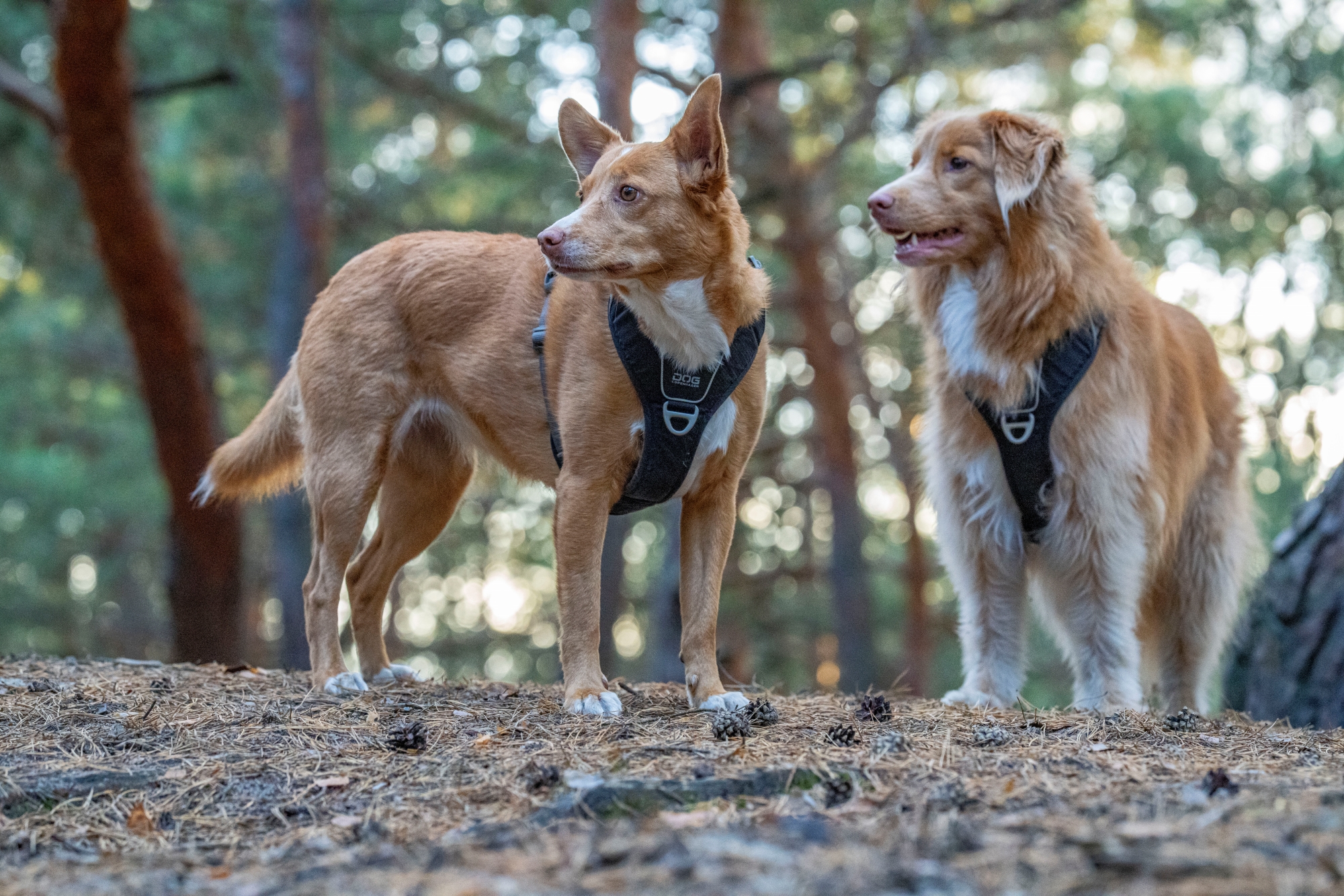 sony fe 135mm f1.8 gm sony a7r v r5208286