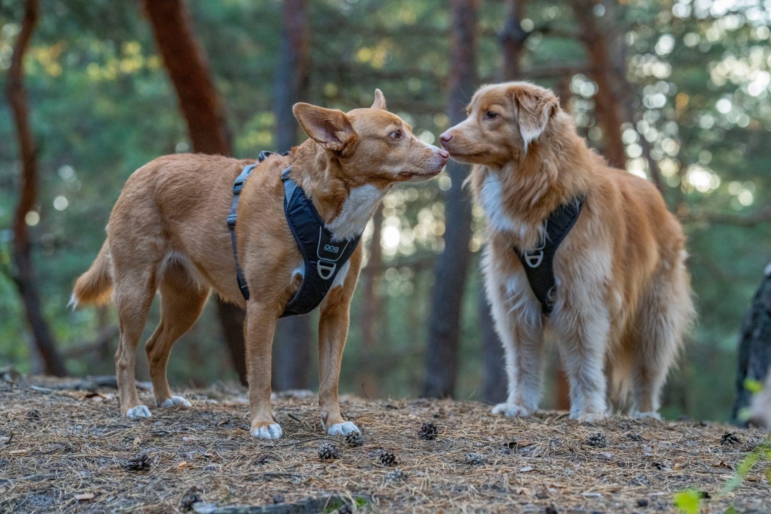 Batch Sony FE 135mm F1.8 GM Sony A7R V R5208289 Batch sony fe 135mm f1.8 gm sony a7r v r5208289