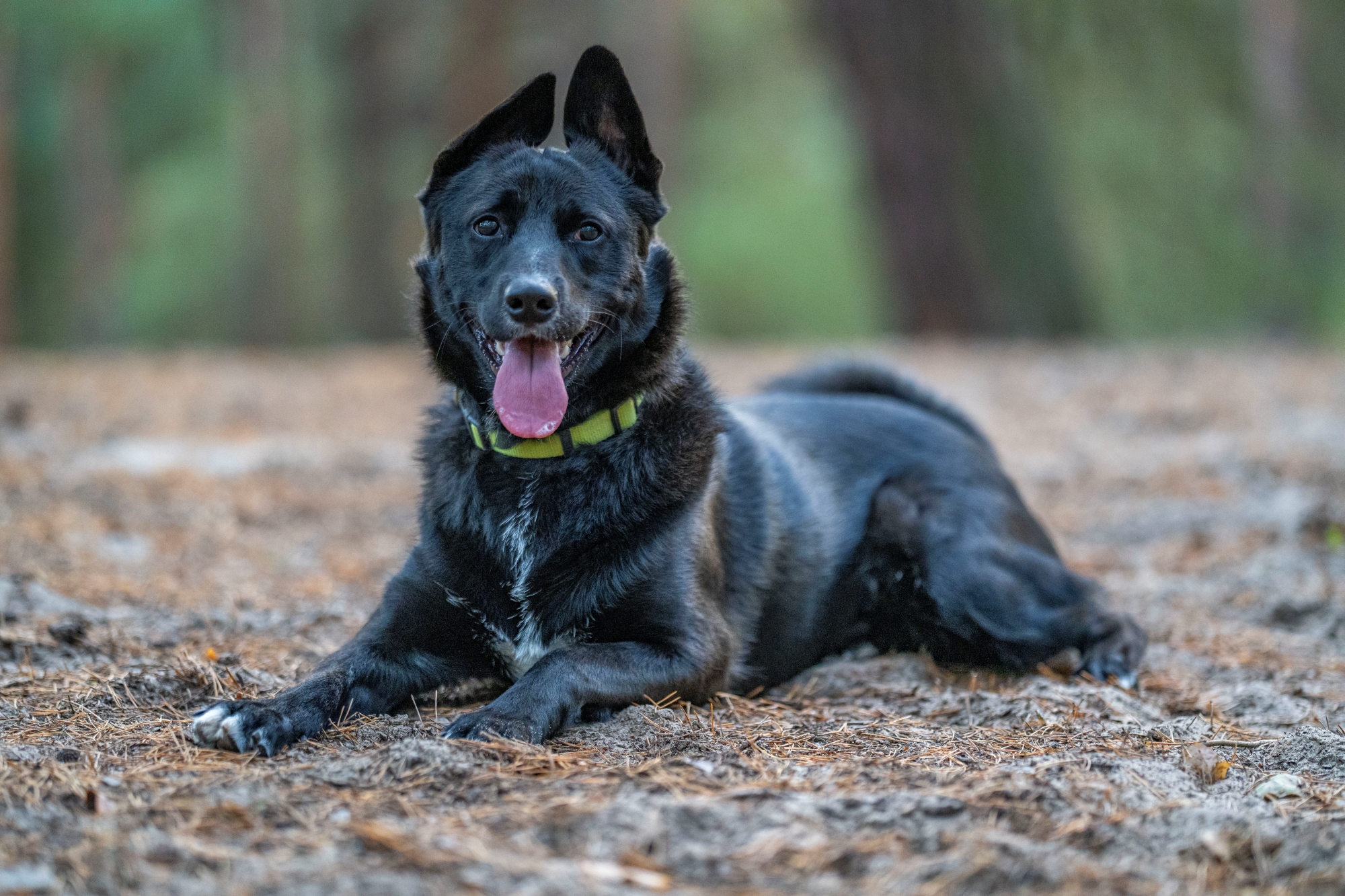 sony fe 135mm f1.8 gm sony a7r v r5208325