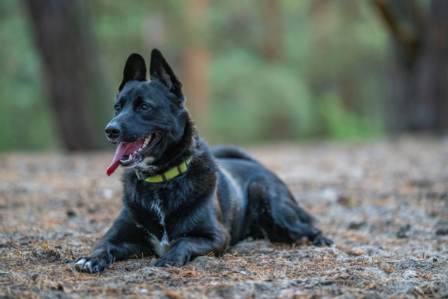 Batch Sony FE 135mm F1.8 GM Sony A7R V R5208341 Batch sony fe 135mm f1.8 gm sony a7r v r5208341