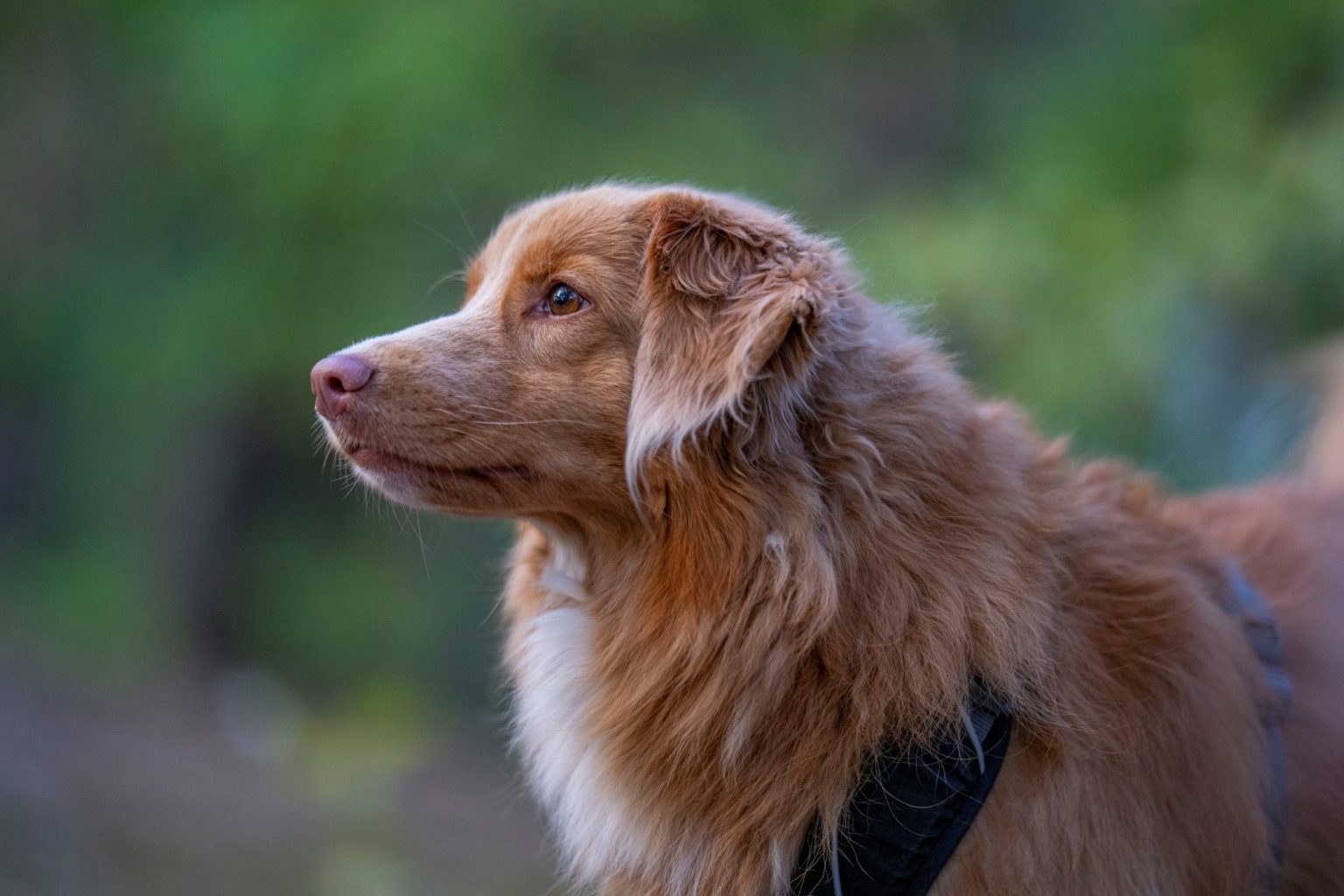 Batch Sony FE 135mm F1.8 GM Sony A7R V R5208361 Batch sony fe 135mm f1.8 gm sony a7r v r5208361