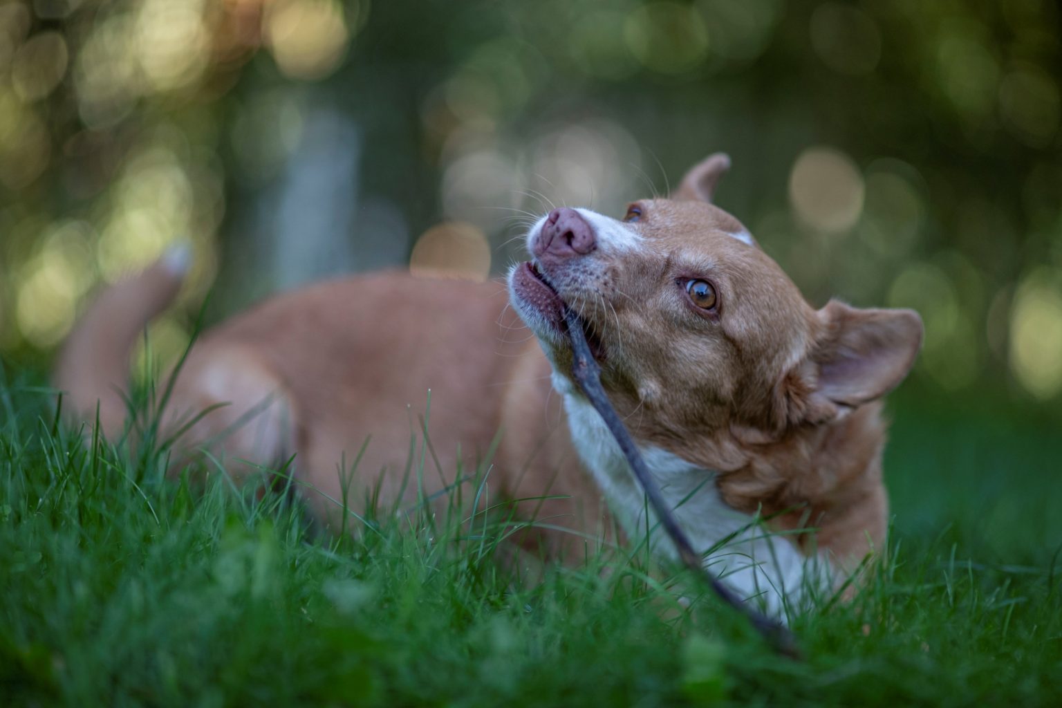 Batch Xirrus Minor Batch xirrus minor