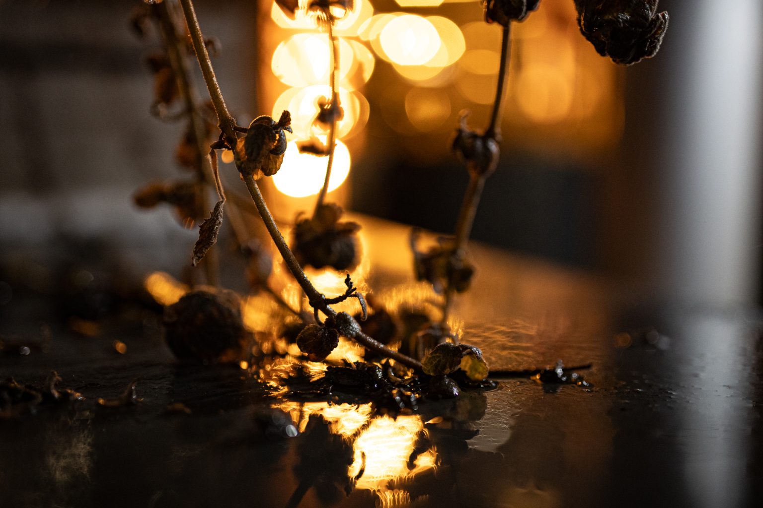 Canon 1DX III Sigma A 35mm F1.4 DG Canon EF