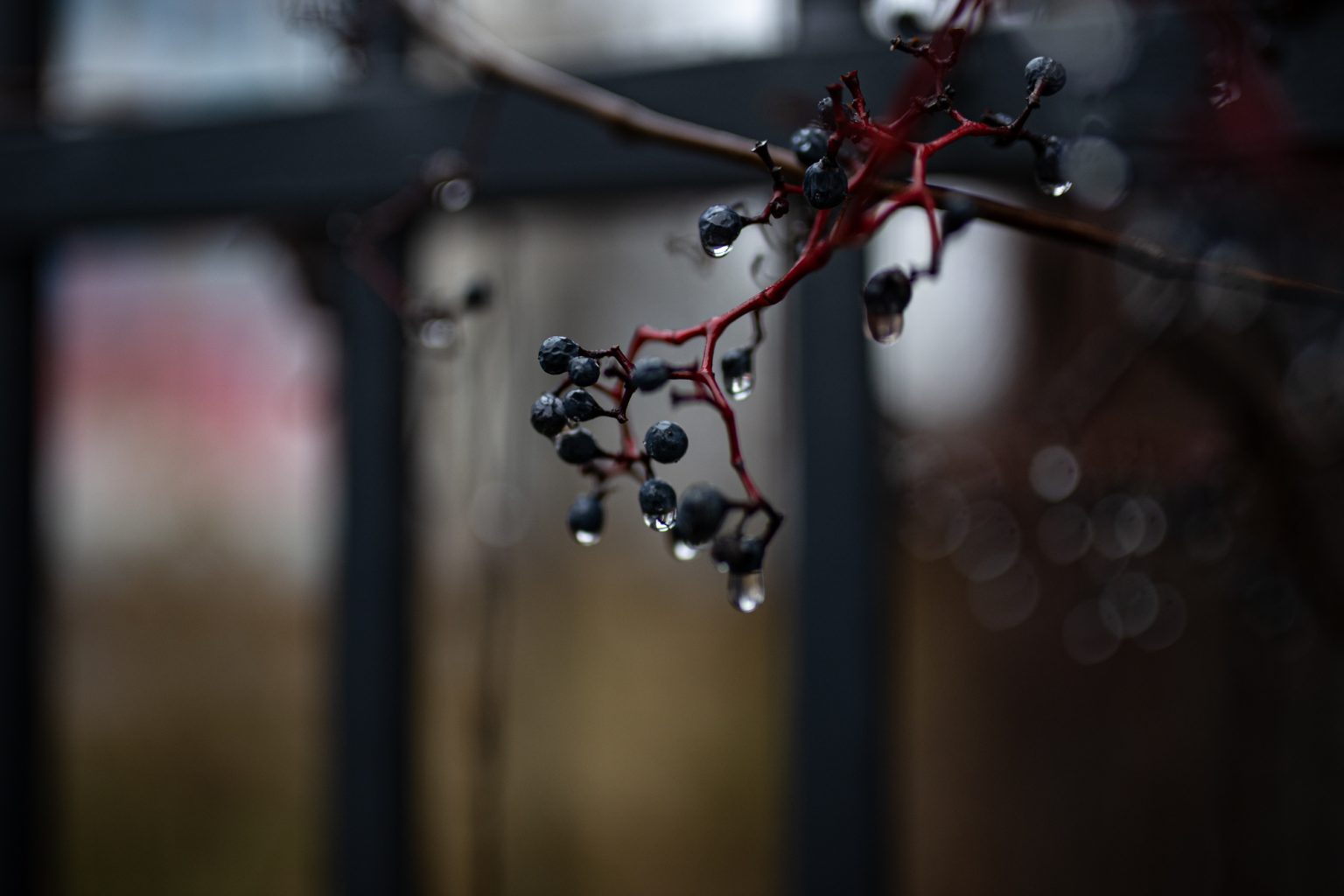 Canon 1DX III Sigma A 35mm F1.4 DG Canon EF