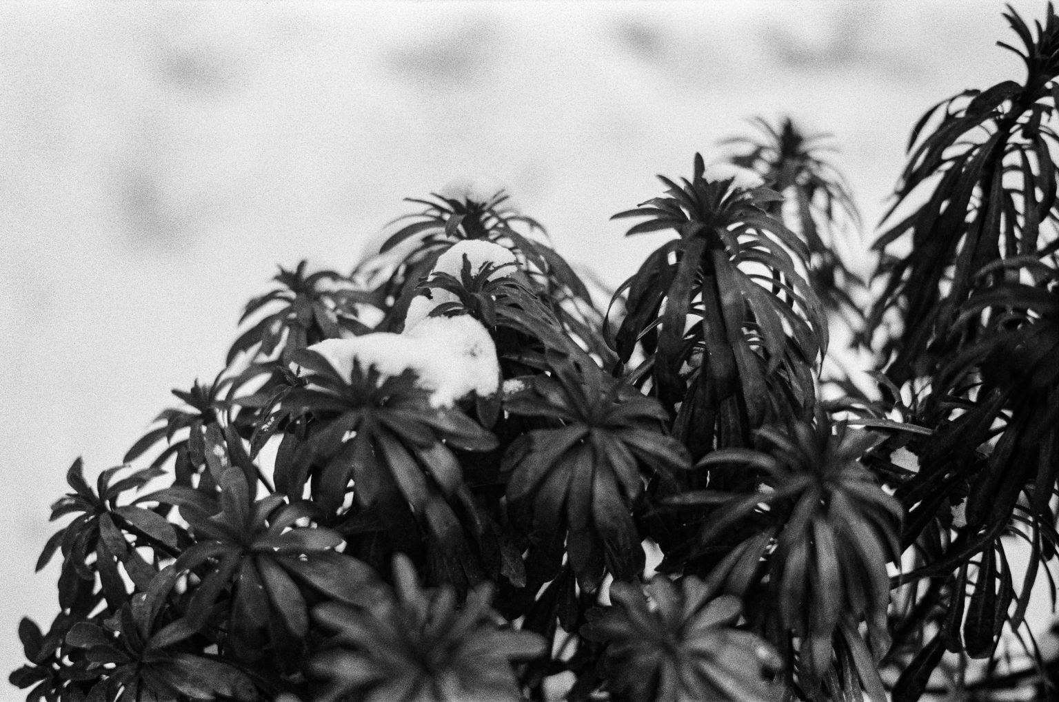 Galeria zdjęć przykładowych wykonana aparatem Leica M5, obiektywem TTArtisan 50mm F0.95 Leica M na filmie Ilford HP5