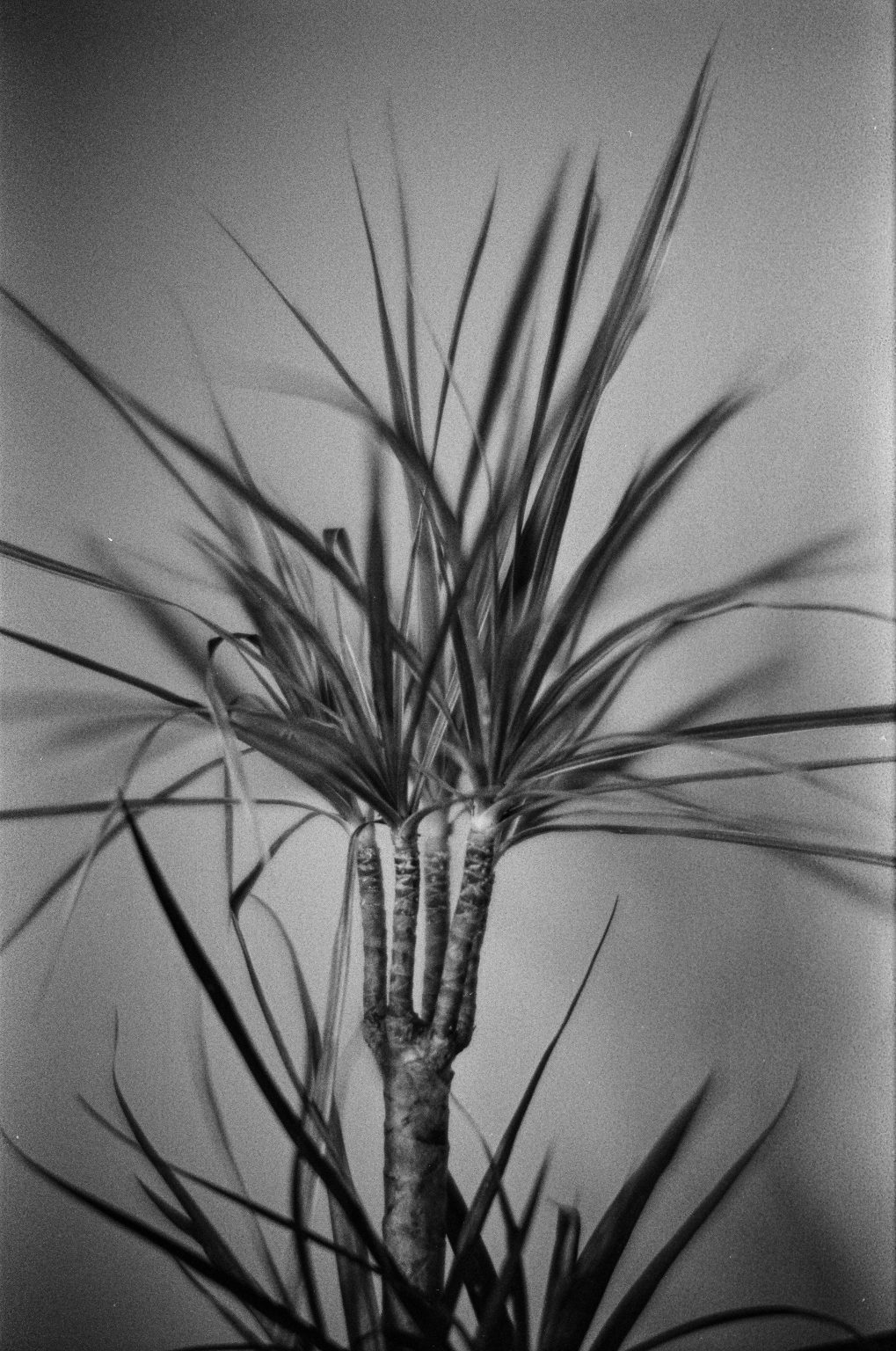 Galeria zdjęć przykładowych wykonana aparatem Leica M5, obiektywem TTArtisan 50mm F0.95 Leica M na filmie Ilford HP5