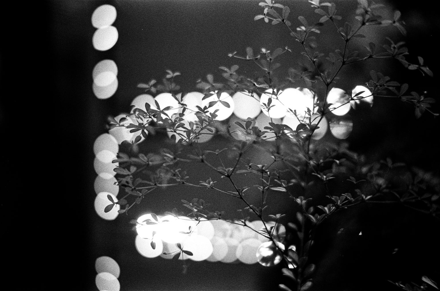 Galeria zdjęć przykładowych wykonana aparatem Leica M5, obiektywem TTArtisan 50mm F0.95 Leica M na filmie Ilford HP5