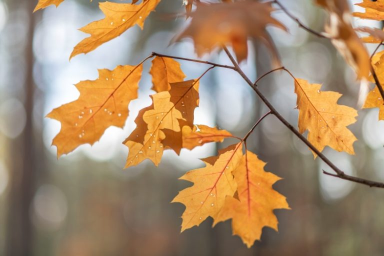 Nikon AF DC Nikkor 105mm F2D Nikon D850 dsc0128 main