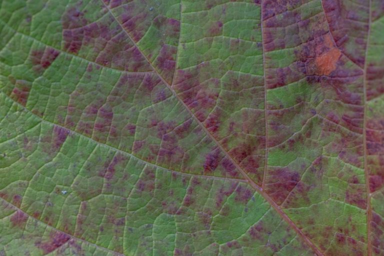 Nikon D750 Tamron 90 Macro ncd1387 main