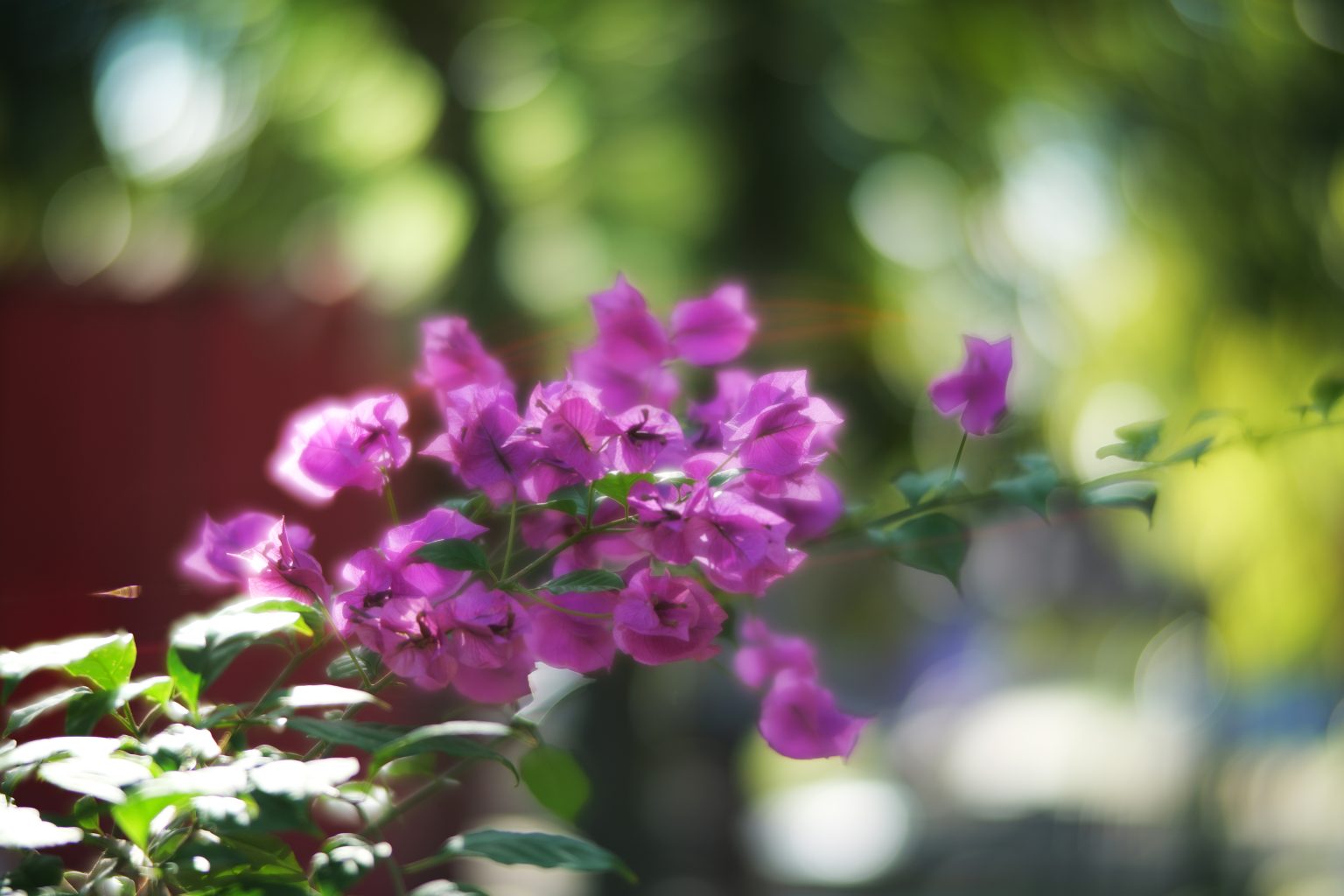 TTArtisan 85mm T2.1 Cine Soft-Bubble