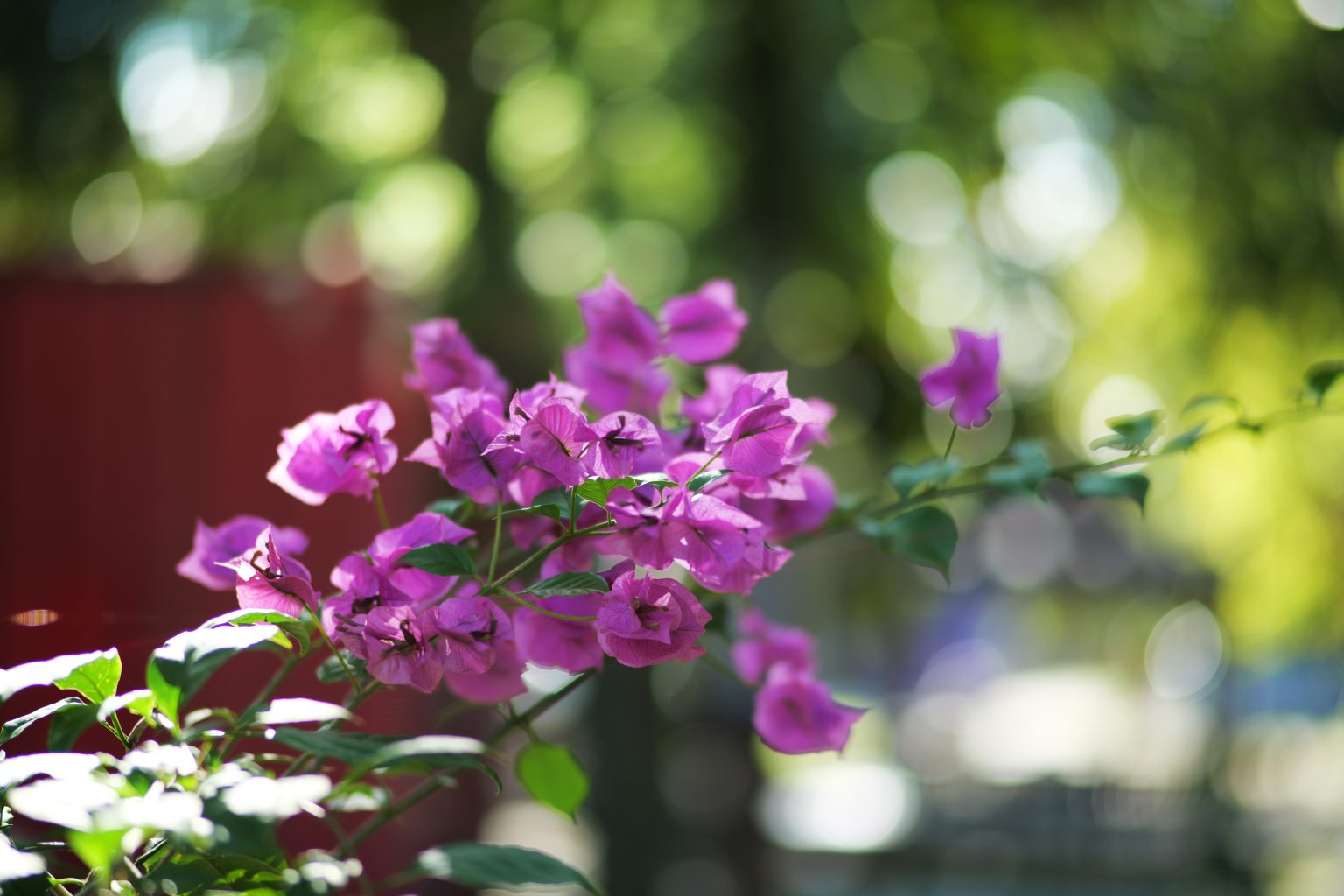 TTArtisan 85mm T2.1 Cine Soft-Bubble