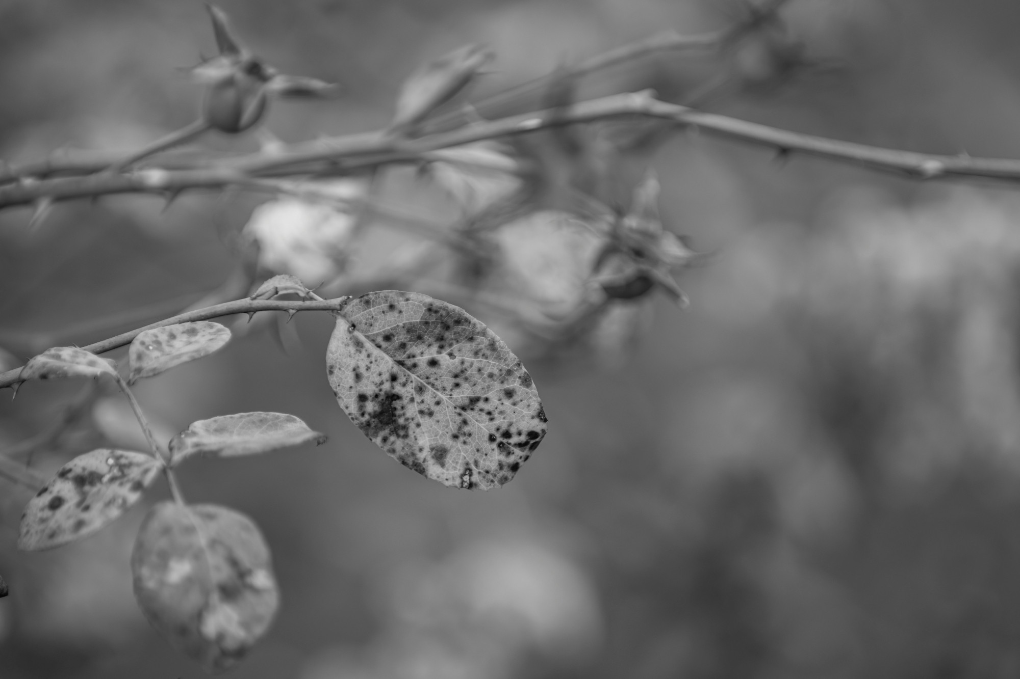 pentax-k3-iii-monochrome-test-interfoto 5