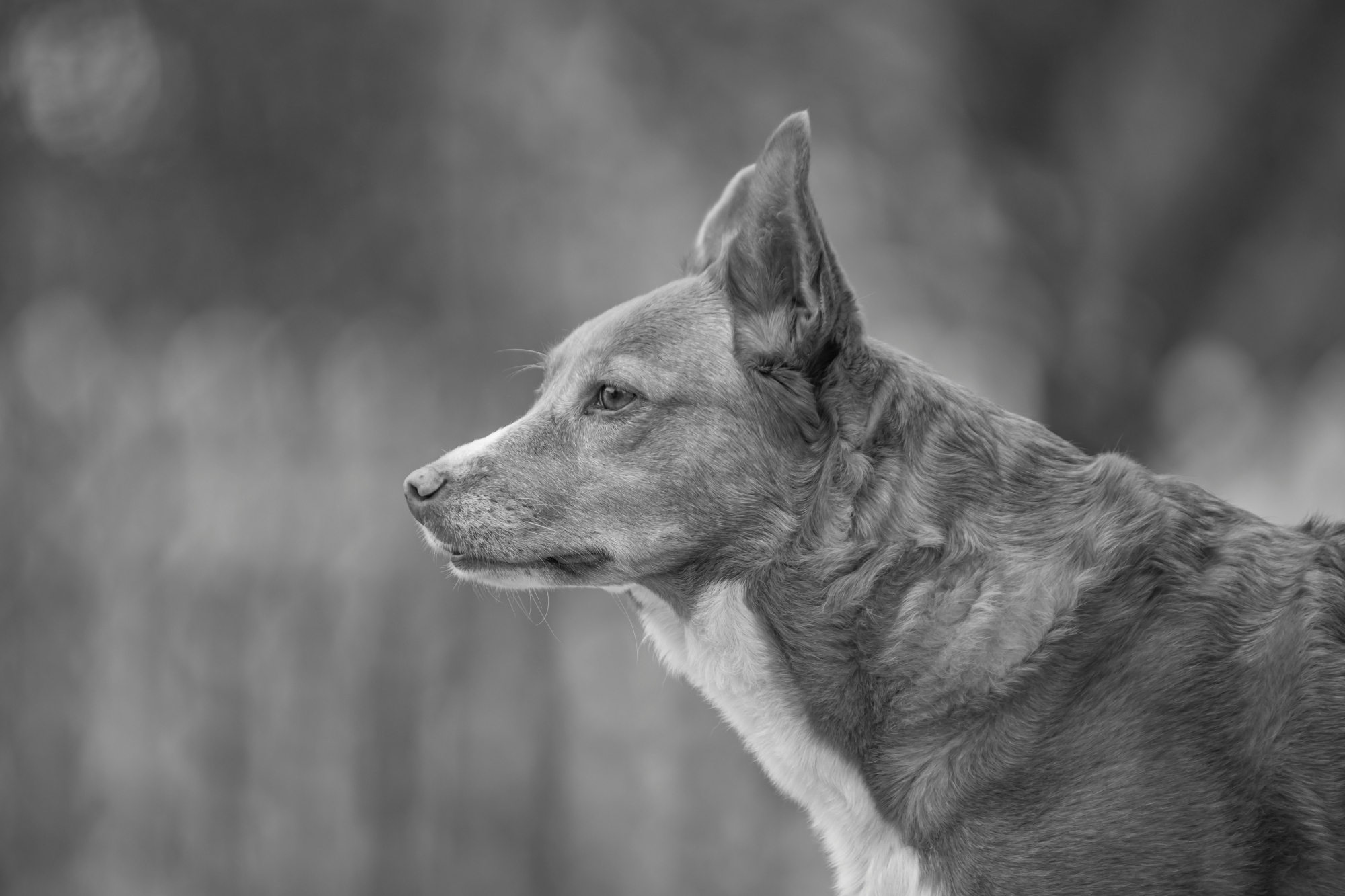 Pentax k3 iii monochrome pen5531