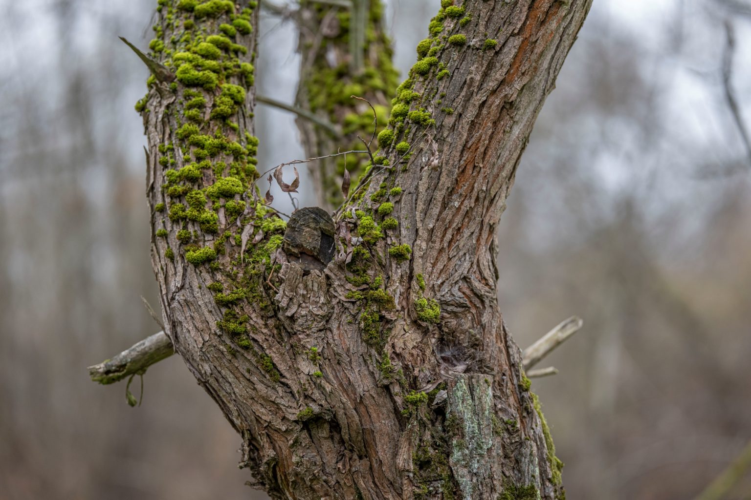 Sigma 135mm F1.4 DG ART Panasonic S1 p1170867 small