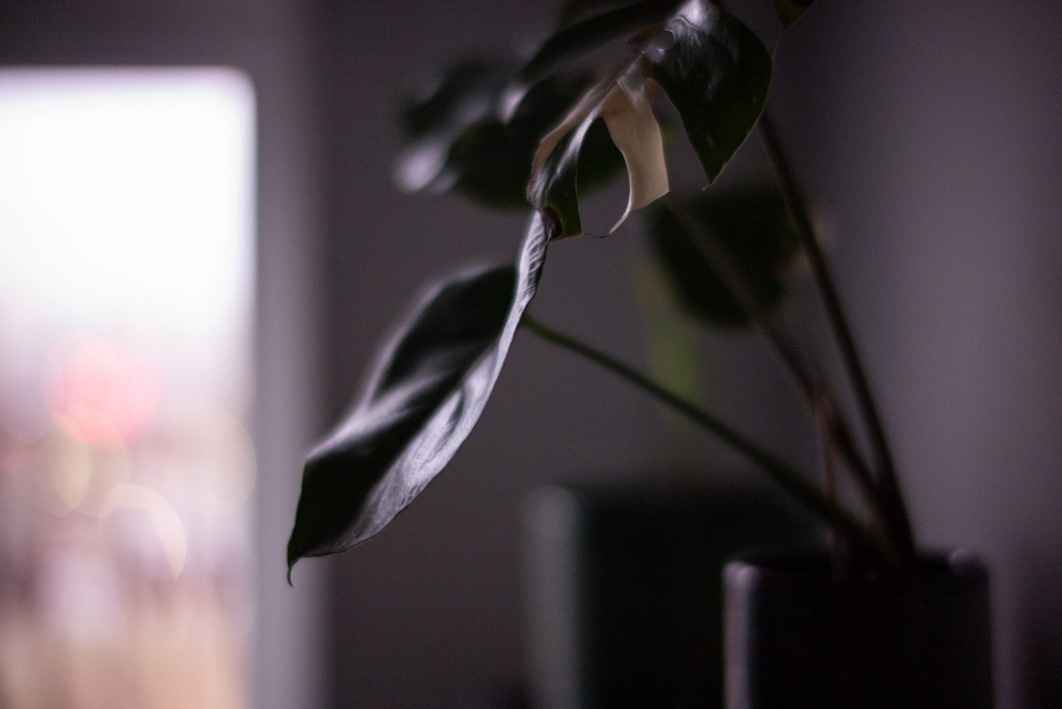 Galeria zdjęć przykładowych 2000px wykonana obiektywem TTArtisan 50mm F0.95 Leica M i aparatem Leica M Typ 240 Galeria zdjęć przykładowych 2000px wykonana obiektywem TTArtisan 50mm F0.95 Leica M i aparatem Leica M Typ 240