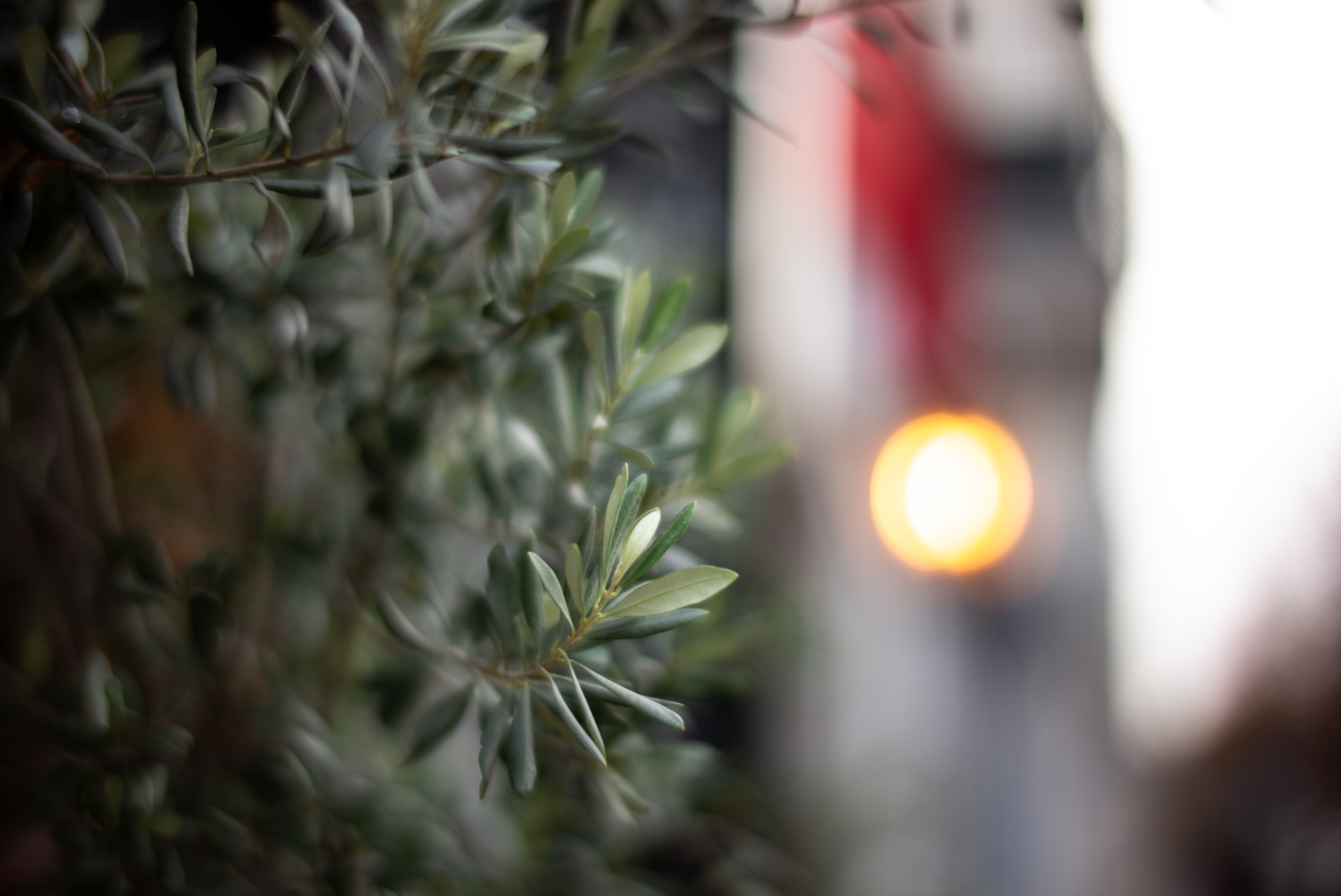 TTArtisan 50mm F0.95 Leica M 2000px