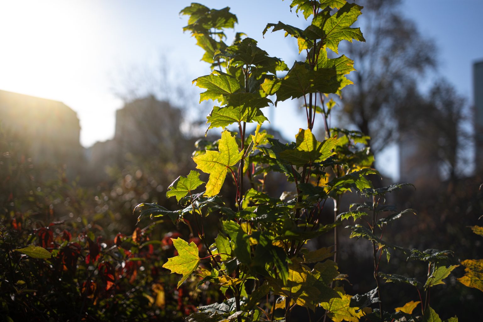 Galeria zdjęć 2000px wykonana obiektywem TTArtisan AF 40mm F2 ED ASPH i aparatem Panasonic S5 II