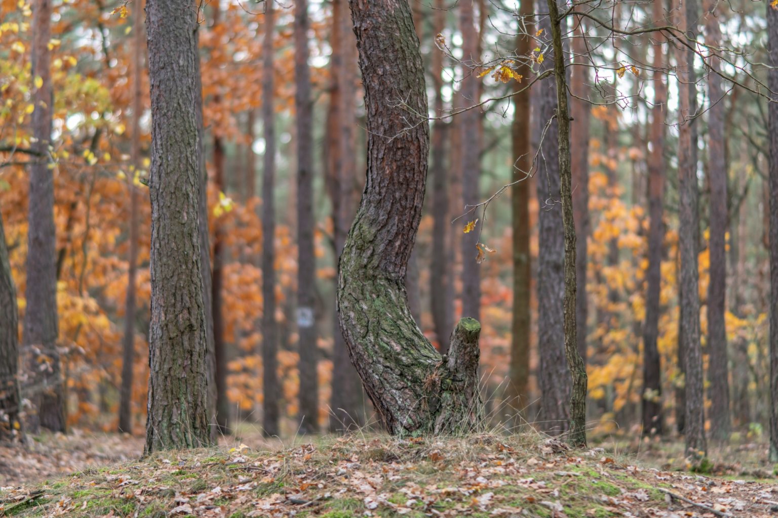 Batch Nikon AF DC Nikkor 105mm F2D Nikon D850 Dsc0088 Batch Nikon AF DC Nikkor 105mm F2D Nikon D850 dsc0088