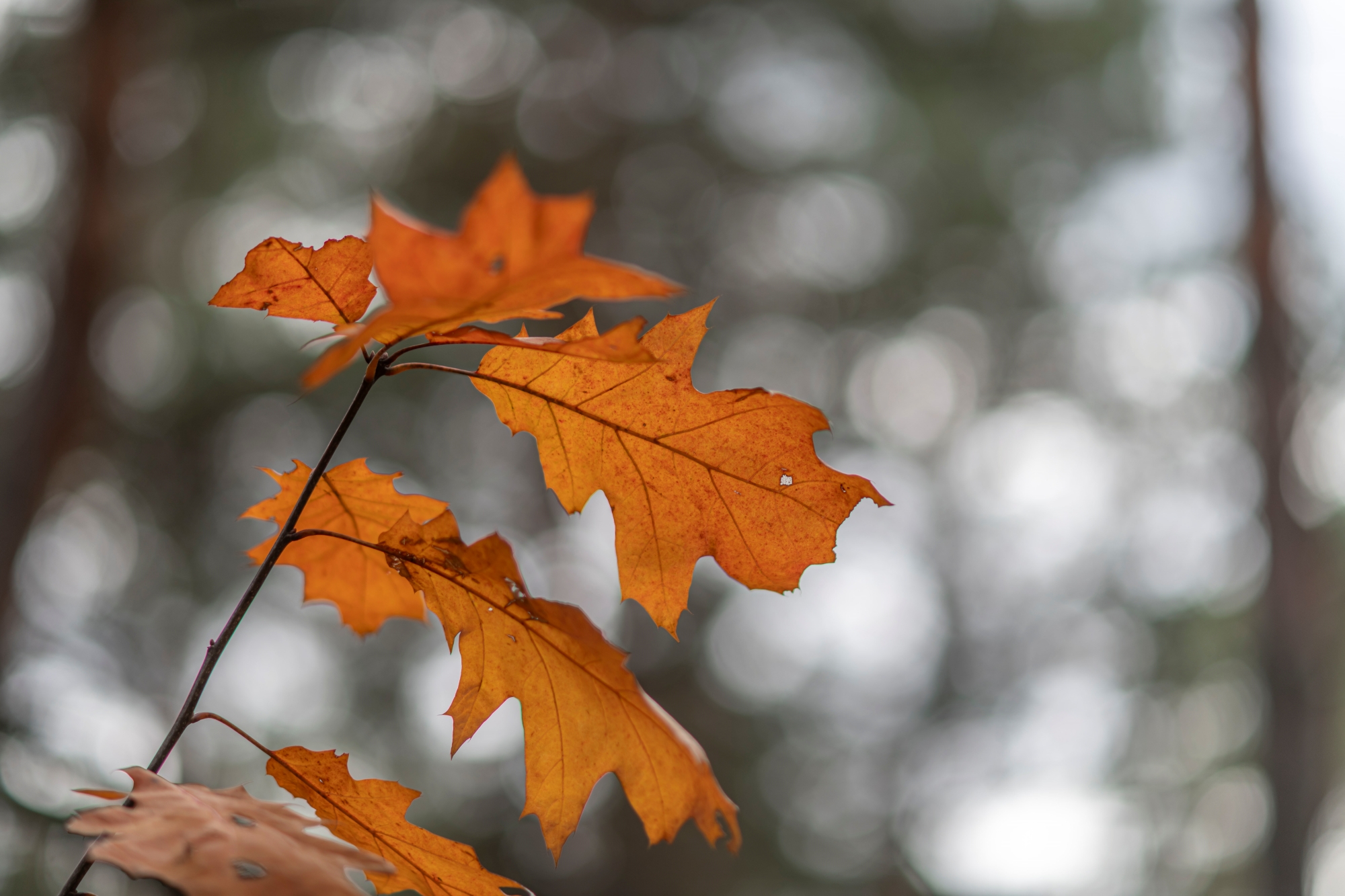 Nikon AF DC Nikkor 105mm F2D Nikon D850 dsc0091