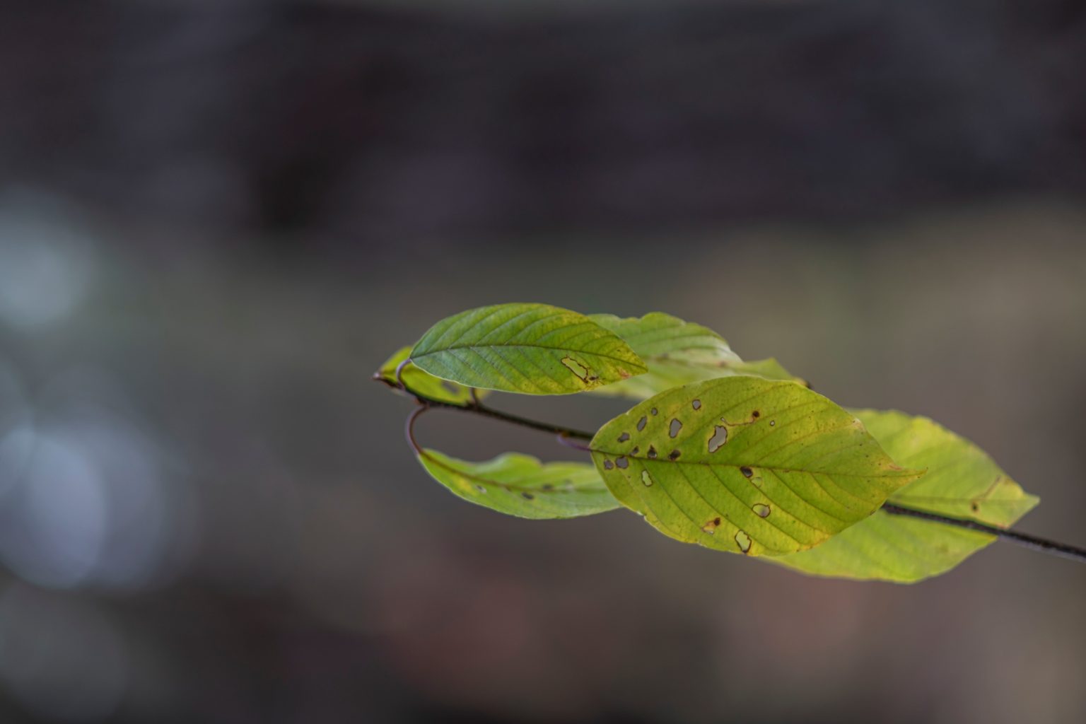 Batch Nikon AF DC Nikkor 105mm F2D Nikon D850 Dsc0096 Batch Nikon AF DC Nikkor 105mm F2D Nikon D850 dsc0096