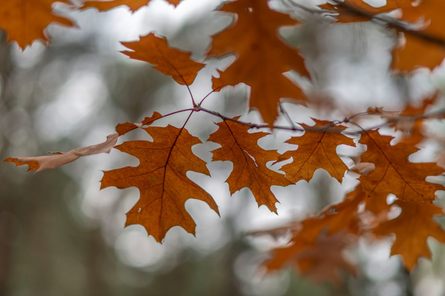 Batch Nikon AF DC Nikkor 105mm F2D Nikon D850 Dsc0097 Batch Nikon AF DC Nikkor 105mm F2D Nikon D850 dsc0097
