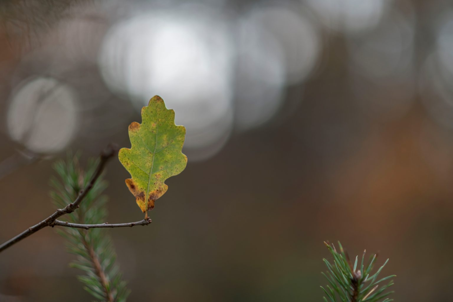 Batch Nikon AF DC Nikkor 105mm F2D Nikon D850 Dsc0102 Batch Nikon AF DC Nikkor 105mm F2D Nikon D850 dsc0102