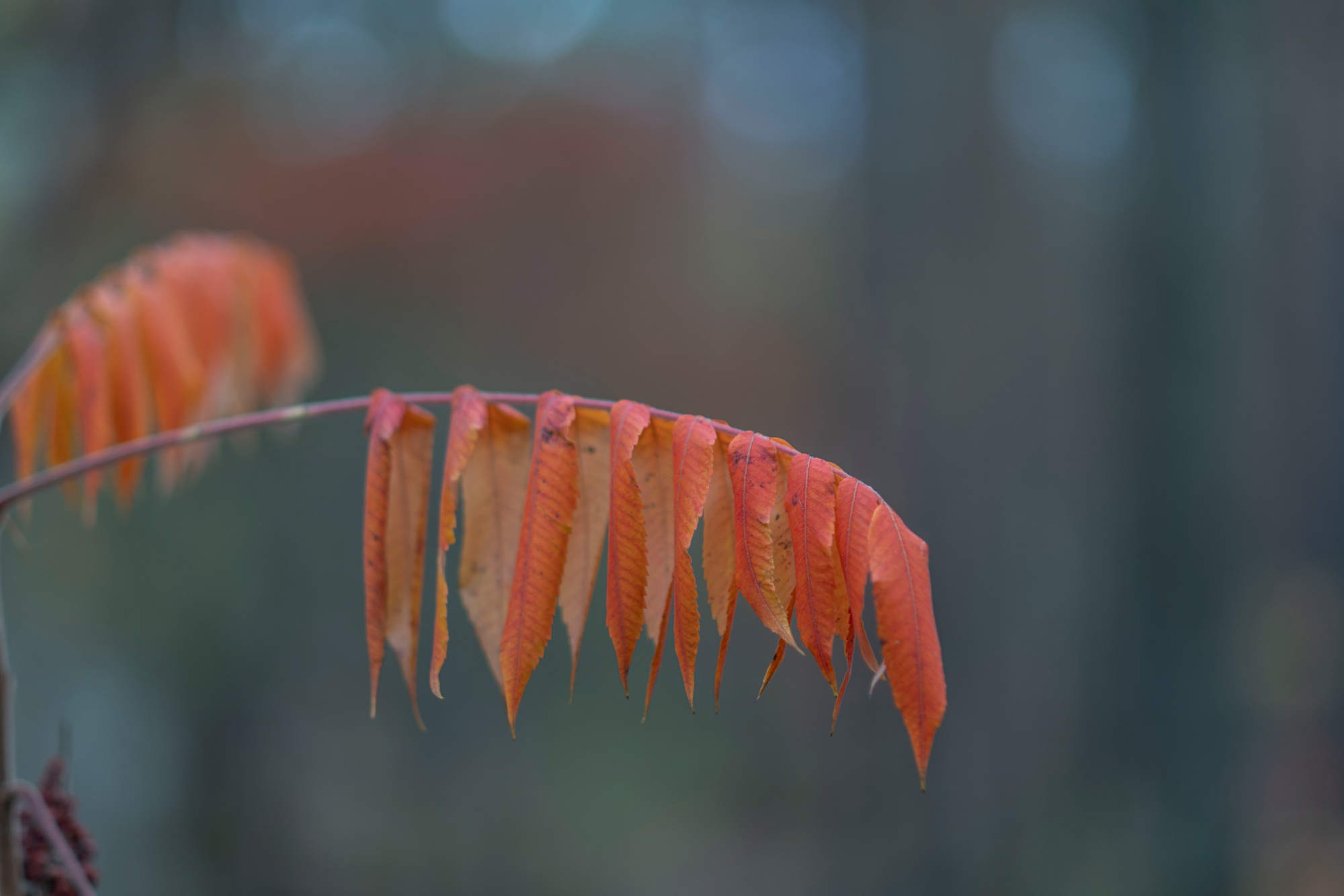 Nikon AF DC Nikkor 105mm F2D Nikon D850 dsc0117