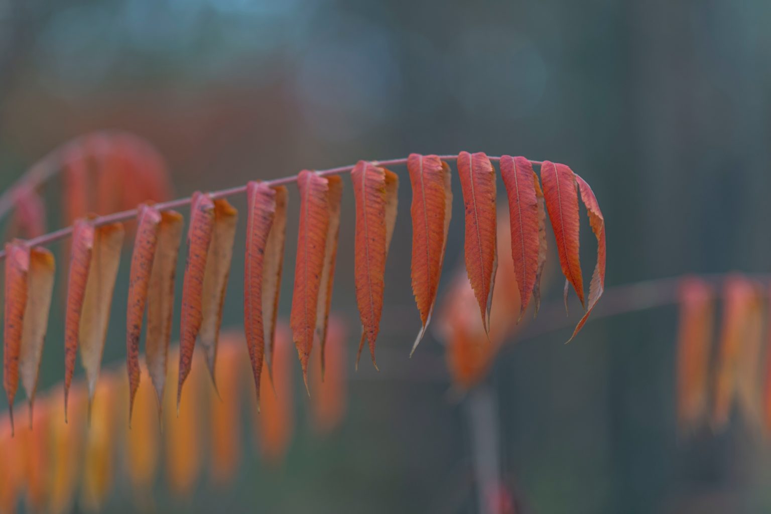 Batch Nikon AF DC Nikkor 105mm F2D Nikon D850 Dsc0120 Batch Nikon AF DC Nikkor 105mm F2D Nikon D850 dsc0120