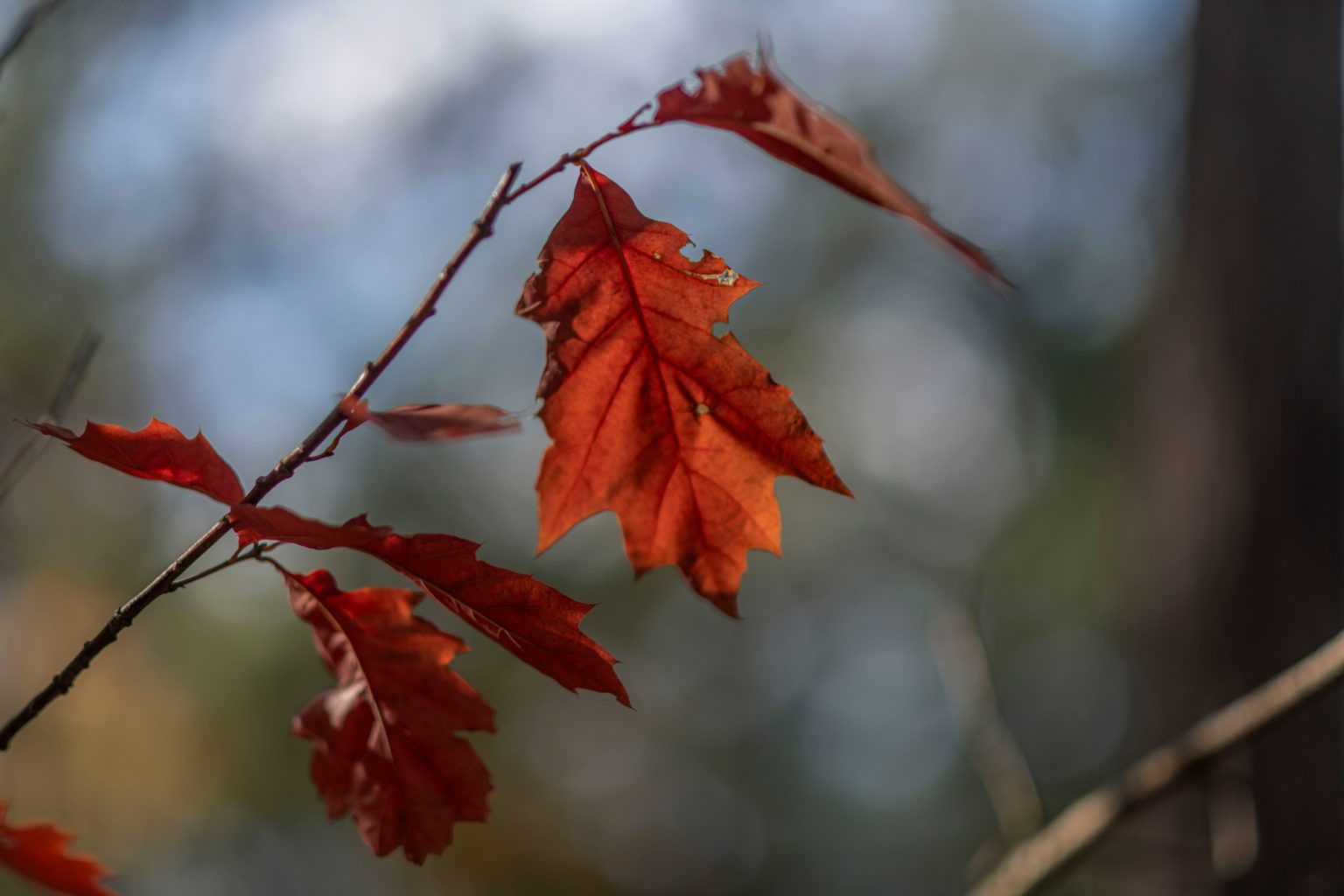 Batch Nikon AF DC Nikkor 105mm F2D Nikon D850 Dsc0132 Batch Nikon AF DC Nikkor 105mm F2D Nikon D850 dsc0132