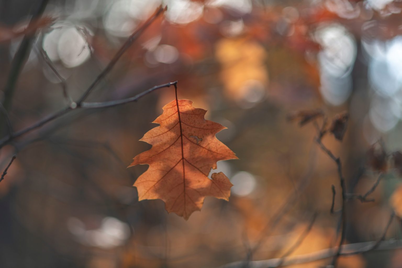 Batch Nikon AF DC Nikkor 105mm F2D Nikon D850 Dsc0140 Batch Nikon AF DC Nikkor 105mm F2D Nikon D850 dsc0140