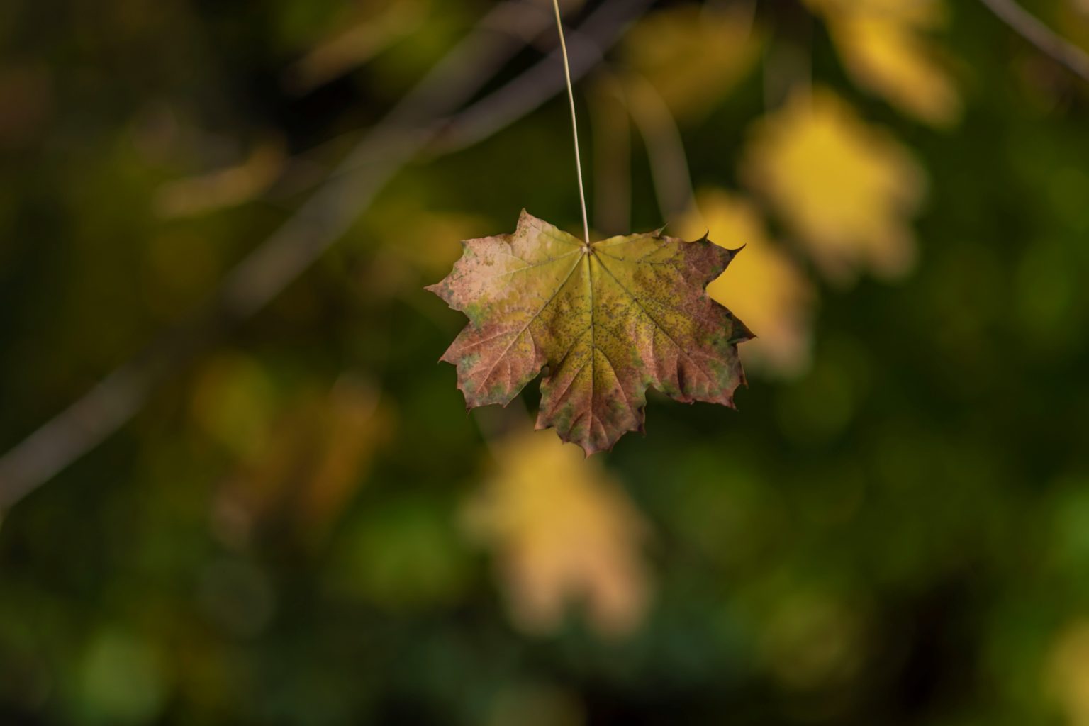 Batch Nikon AF DC Nikkor 105mm F2D Nikon D850 Dsc0146 Batch Nikon AF DC Nikkor 105mm F2D Nikon D850 dsc0146