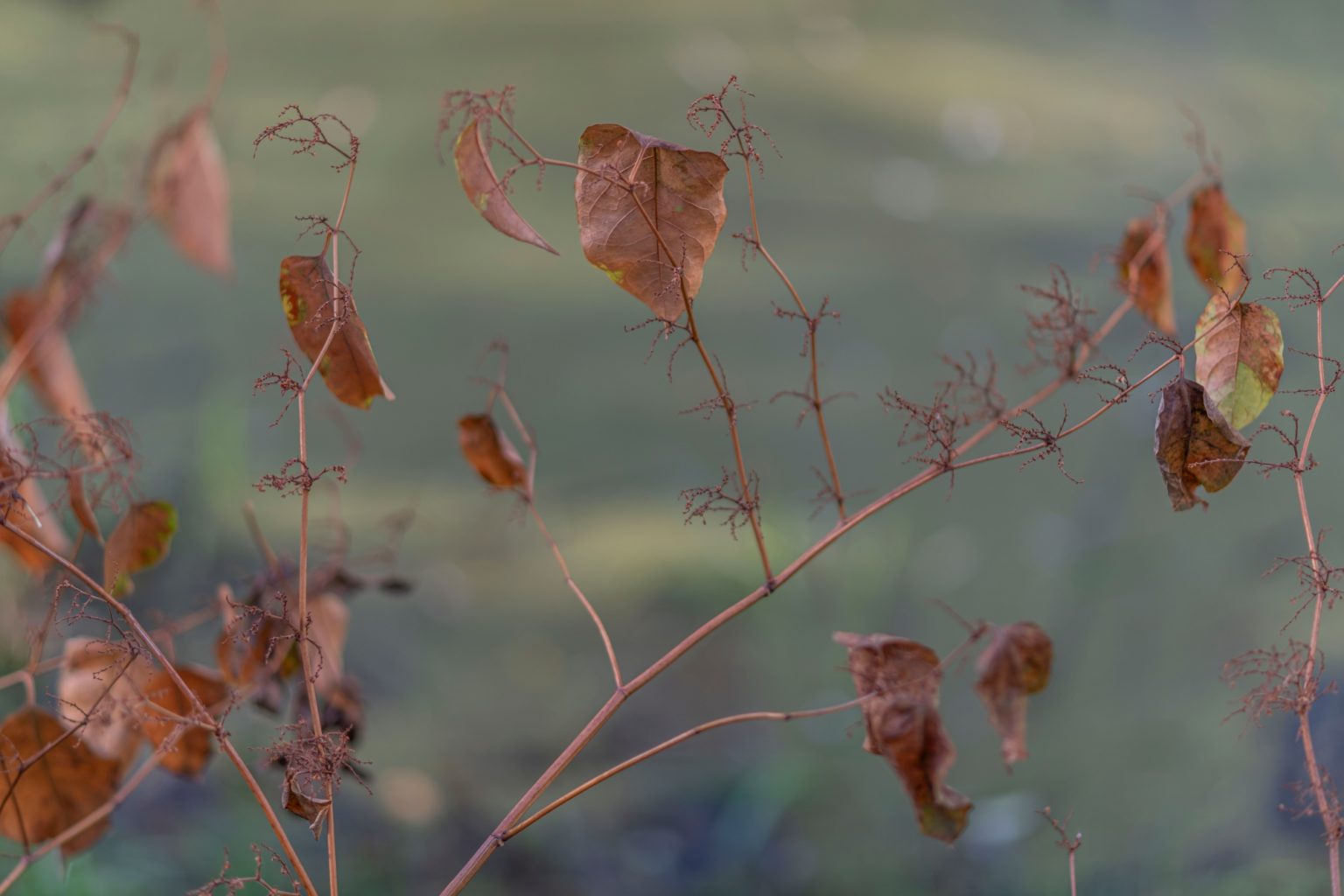 Batch Nikon AF DC Nikkor 105mm F2D Nikon D850 Dsc0152 Batch Nikon AF DC Nikkor 105mm F2D Nikon D850 dsc0152