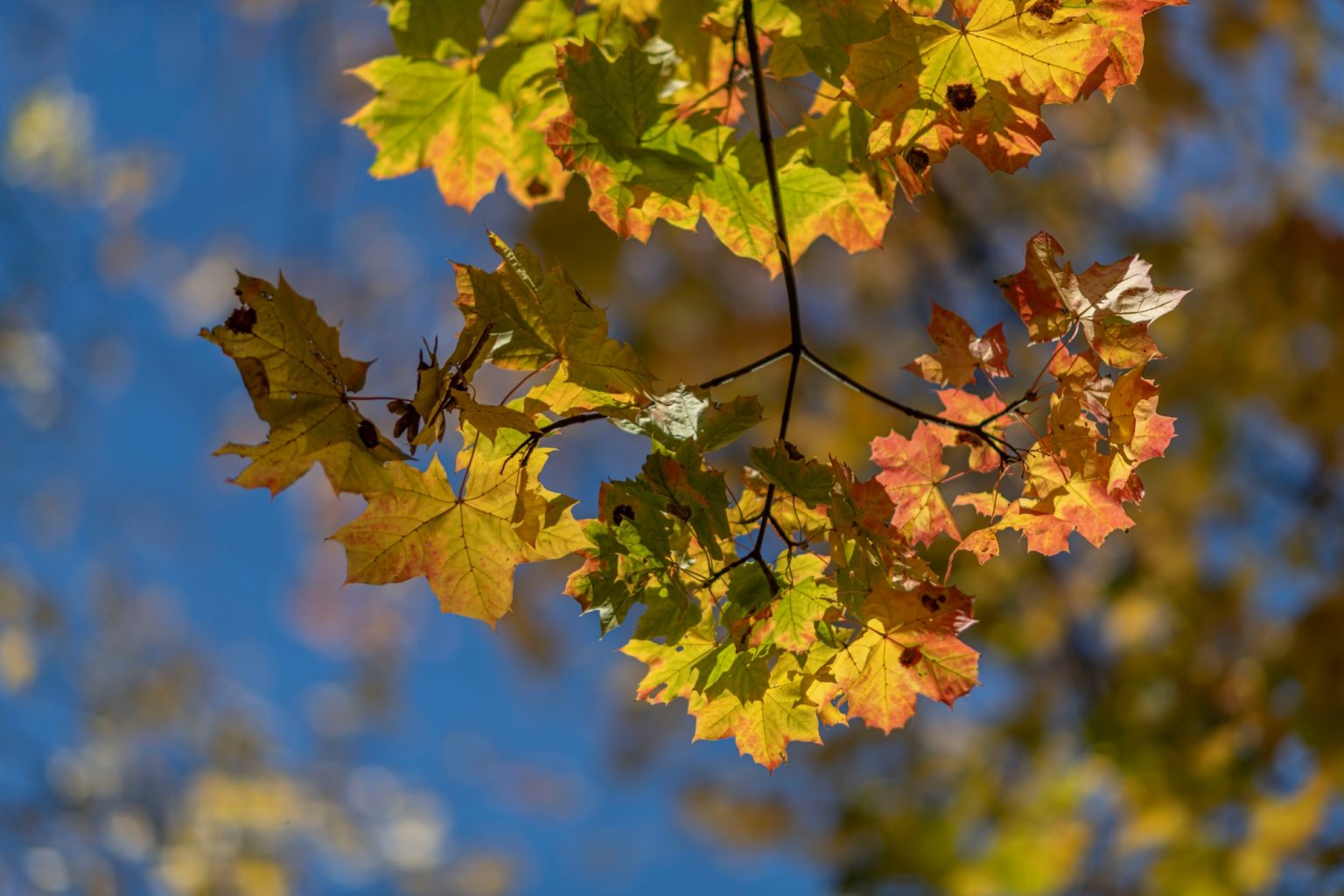 Batch Nikon AF DC Nikkor 105mm F2D Nikon D850 Dsc0163 Batch Nikon AF DC Nikkor 105mm F2D Nikon D850 dsc0163