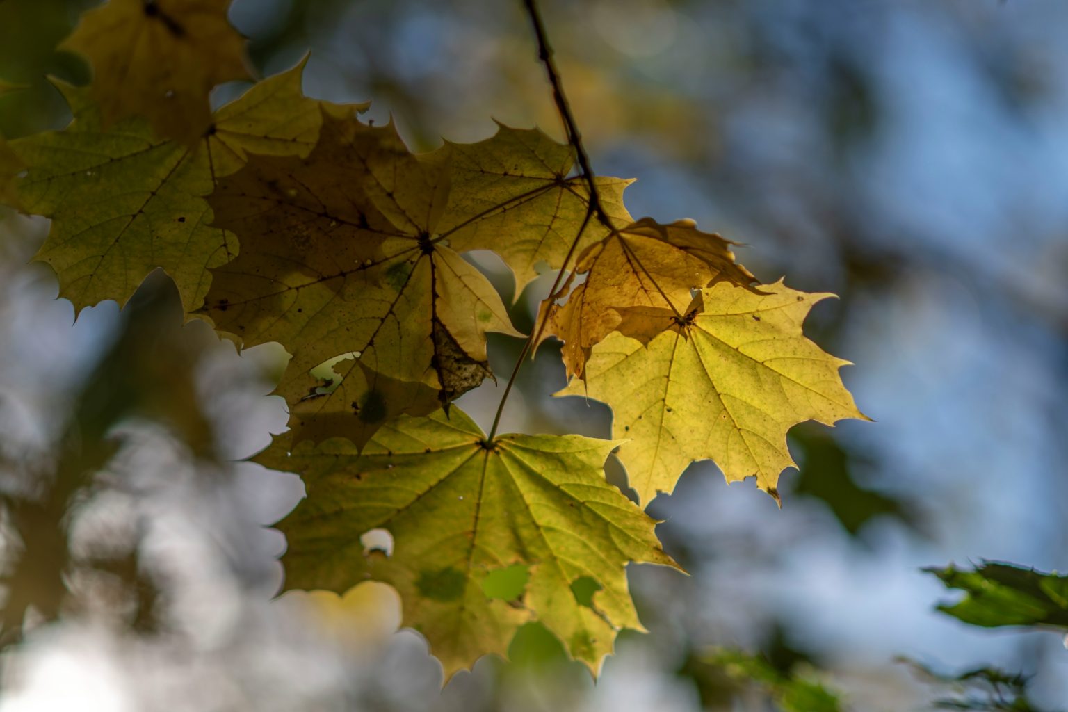Batch Nikon AF DC Nikkor 105mm F2D Nikon D850 Dsc0166 Batch Nikon AF DC Nikkor 105mm F2D Nikon D850 dsc0166