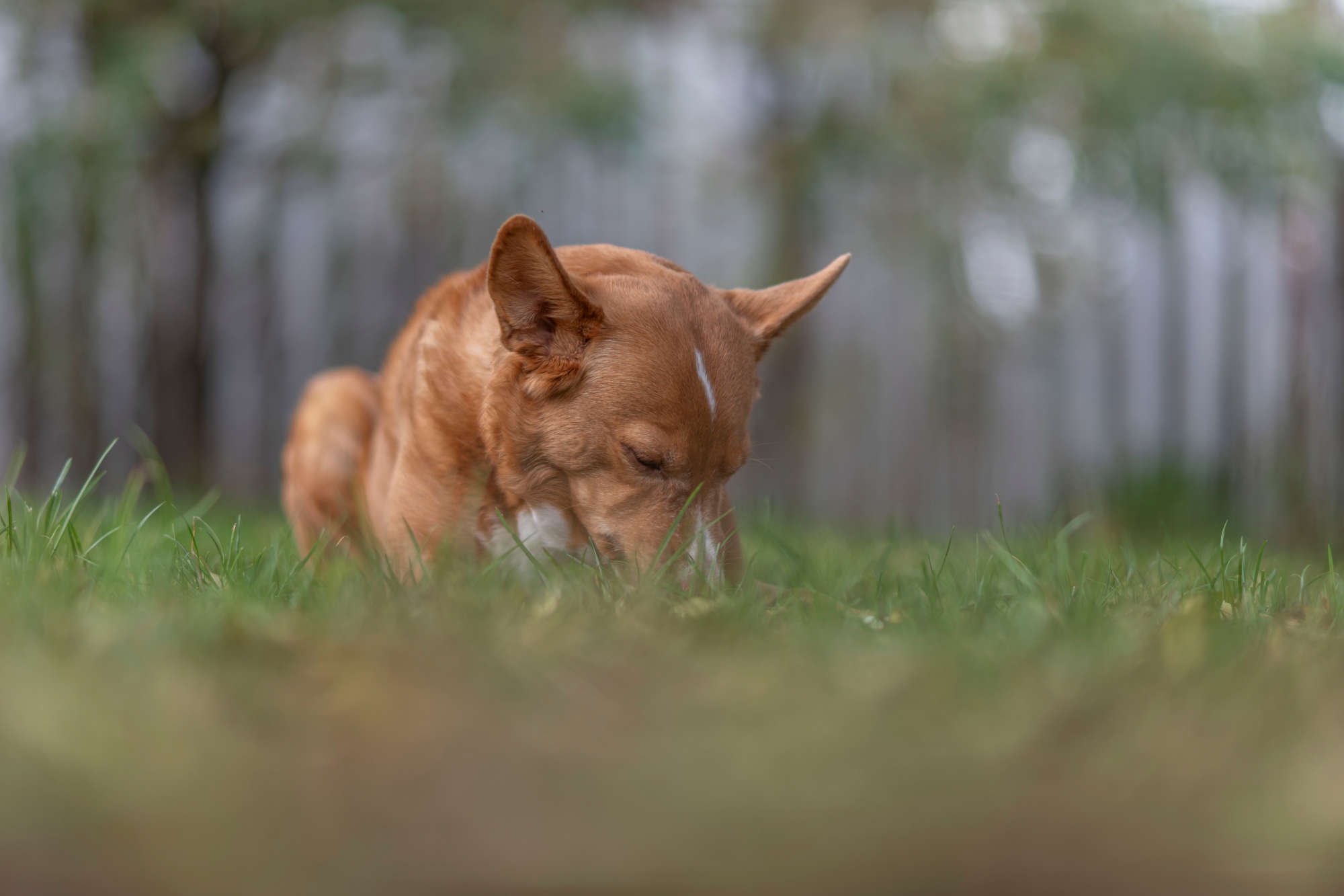 Nikon AF DC Nikkor 105mm F2D Nikon D850 dsc0201