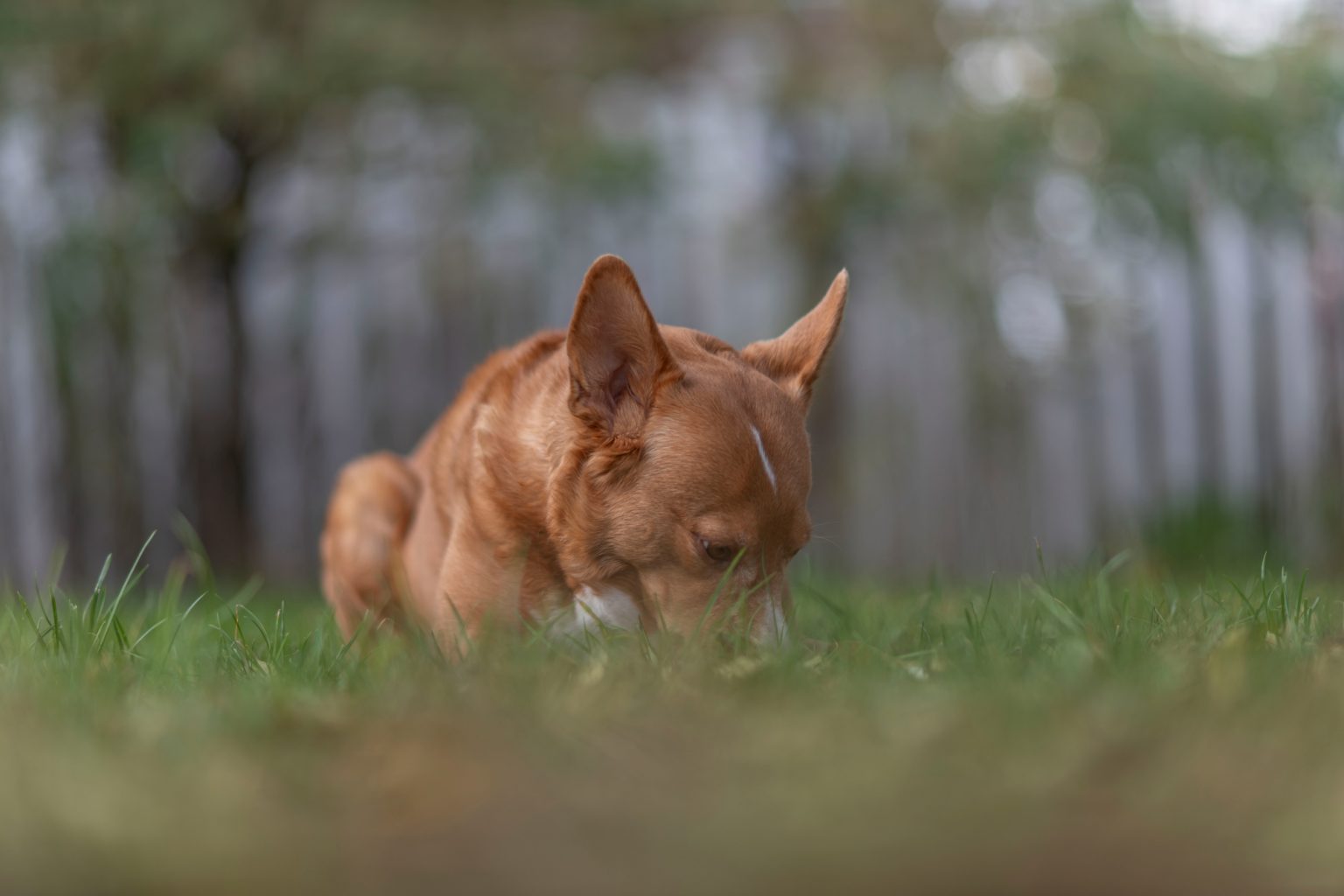 Batch Nikon AF DC Nikkor 105mm F2D Nikon D850 Dsc0206 Batch Nikon AF DC Nikkor 105mm F2D Nikon D850 dsc0206