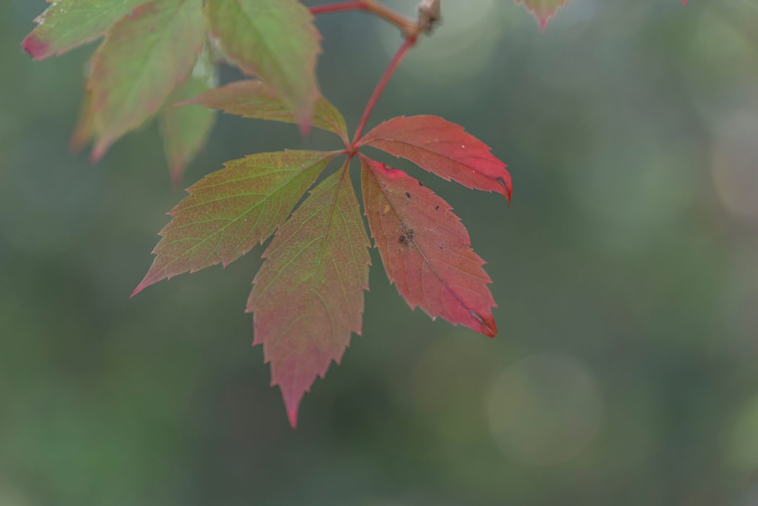 Batch Nikon D750 Tamron 90 Macro ncd1317