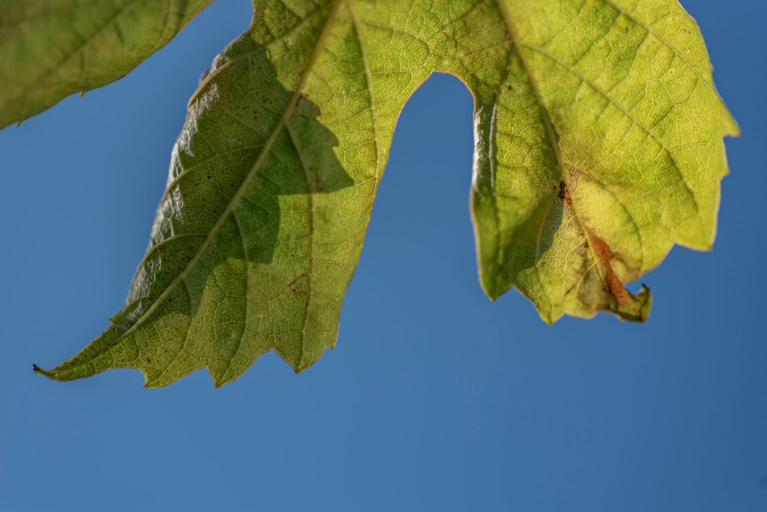 Batch Nikon D750 Tamron 90 Macro ncd1319