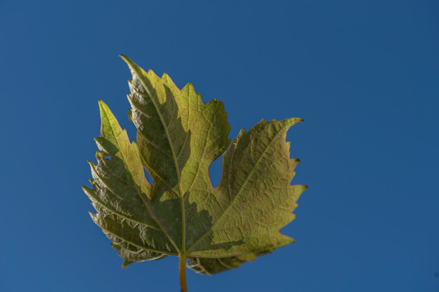 Batch Nikon D750 Tamron 90 Macro ncd1320