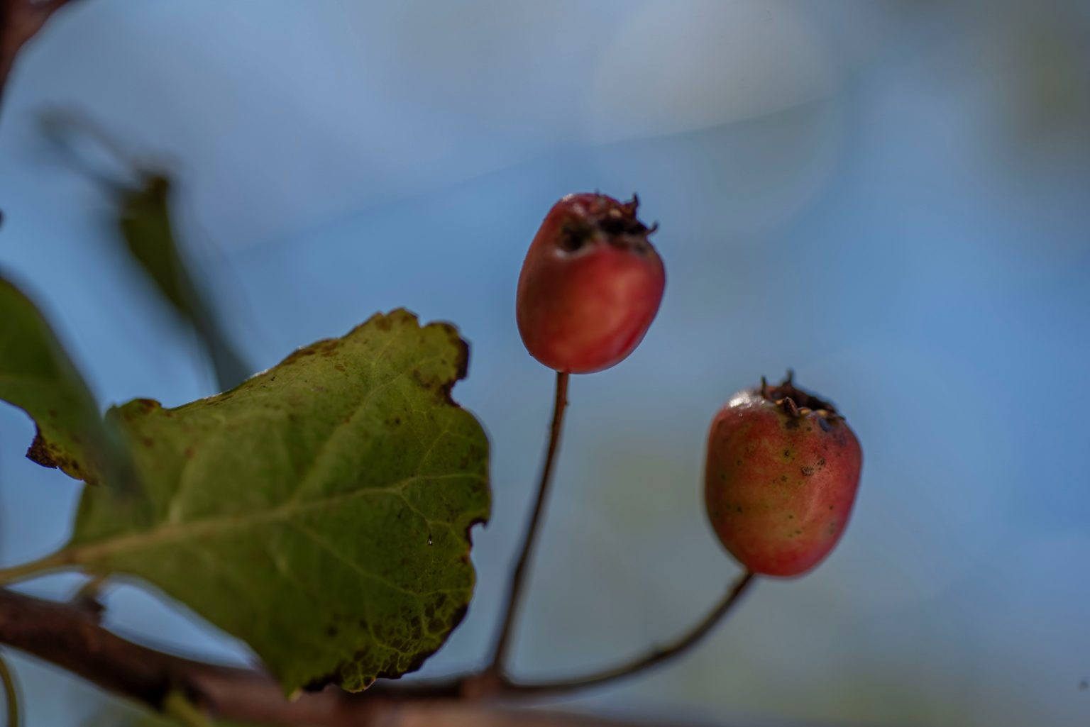 Batch Nikon D750 Tamron 90 Macro ncd1322