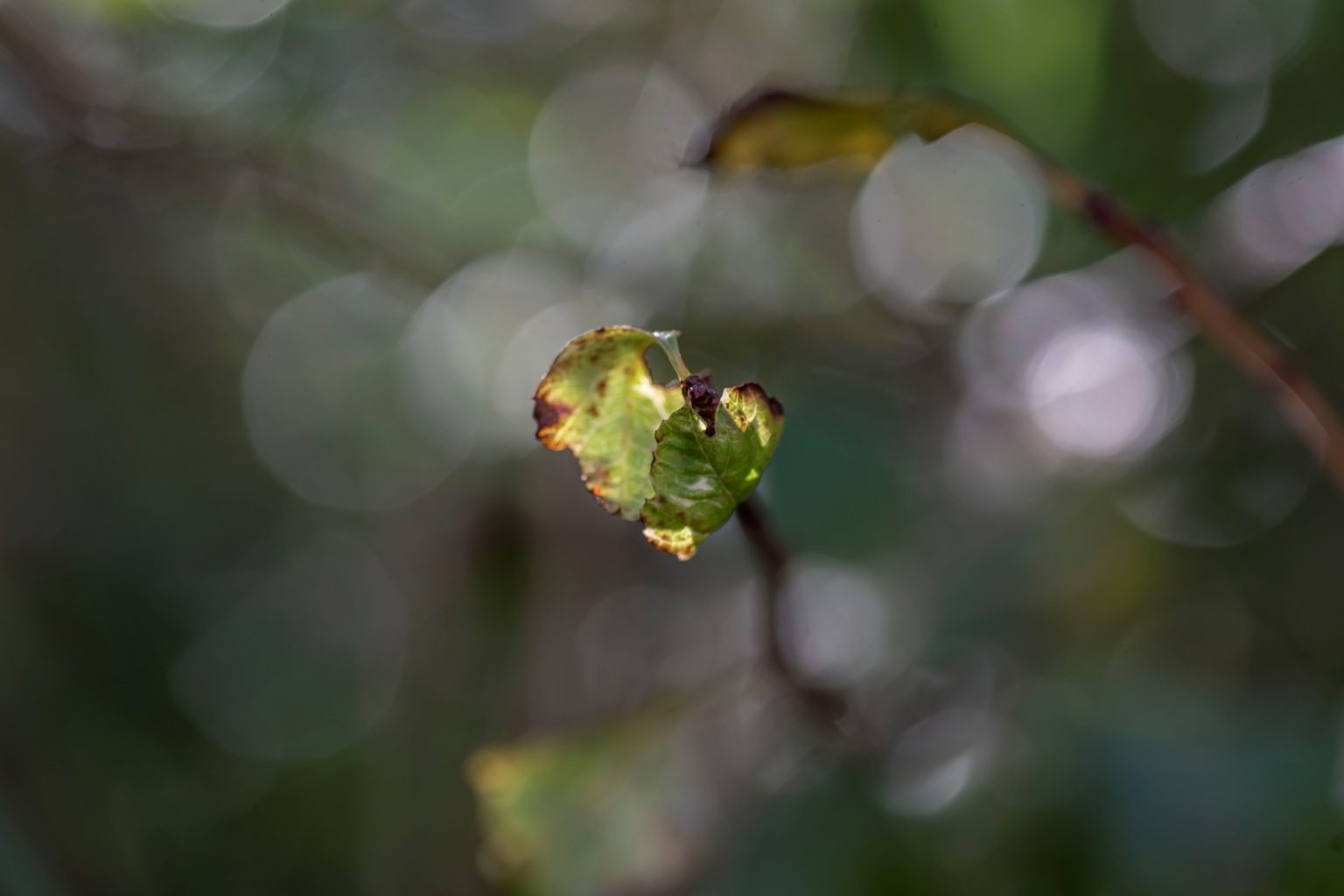 Batch Nikon D750 Tamron 90 Macro ncd1325