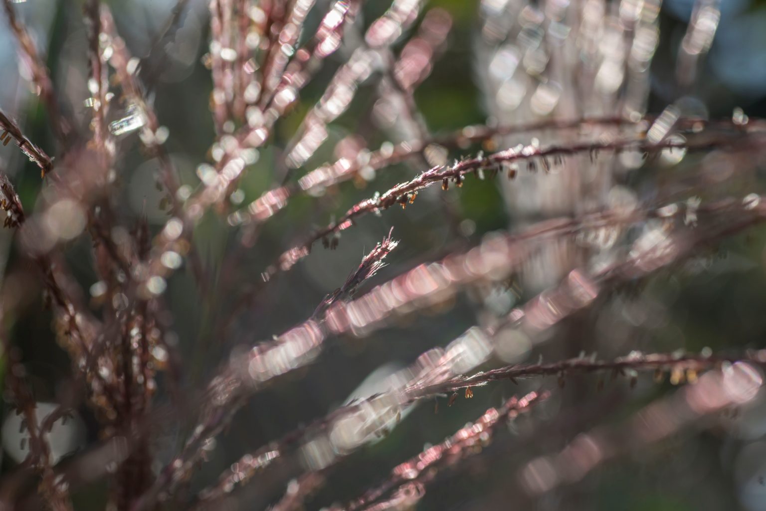 Batch Nikon D750 Tamron 90 Macro ncd1327