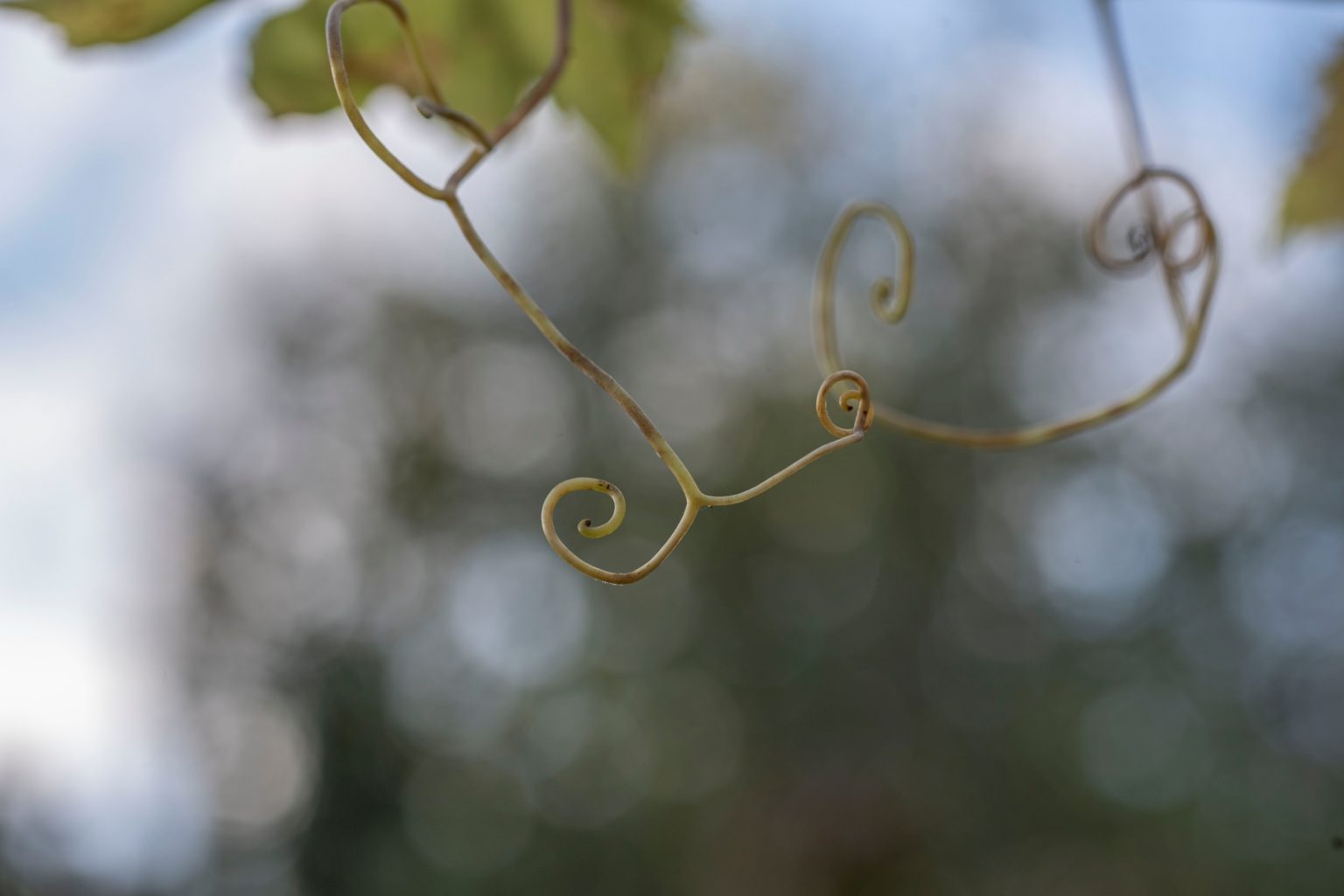 Batch Nikon D750 Tamron 90 Macro ncd1329