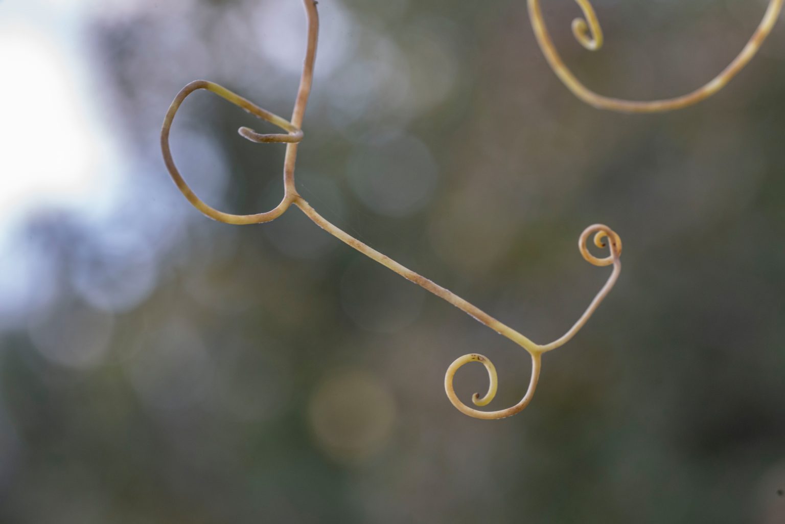 Batch Nikon D750 Tamron 90 Macro ncd1332