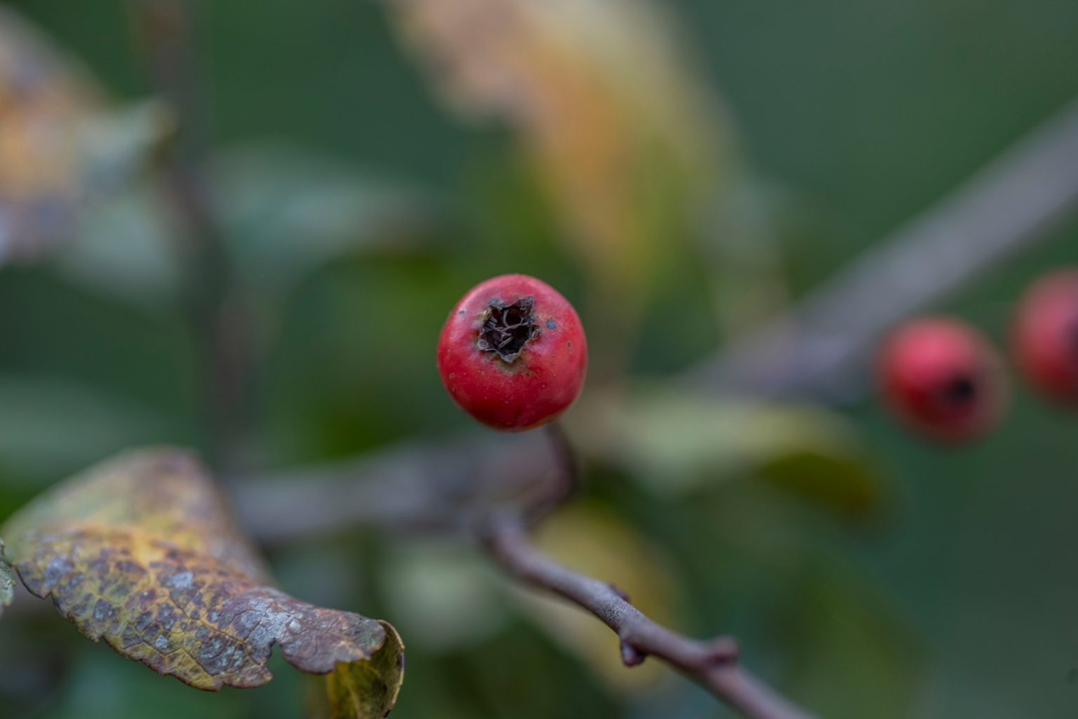 Batch Nikon D750 Tamron 90 Macro ncd1333