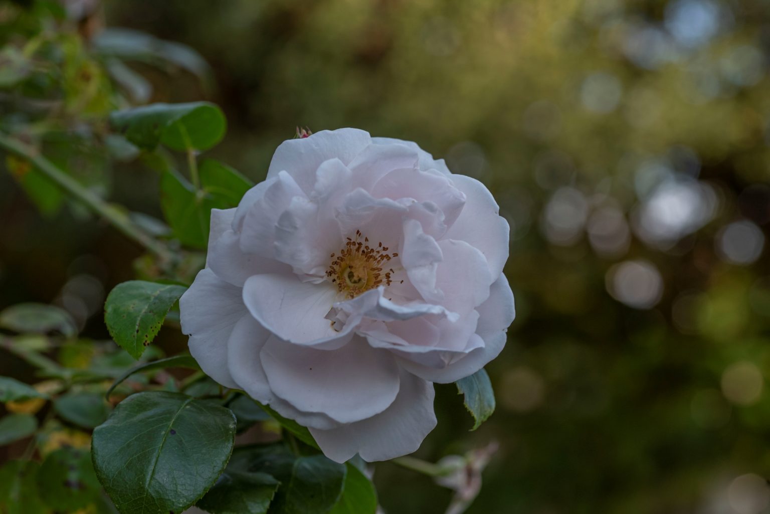 Batch Nikon D750 Tamron 90 Macro ncd1335